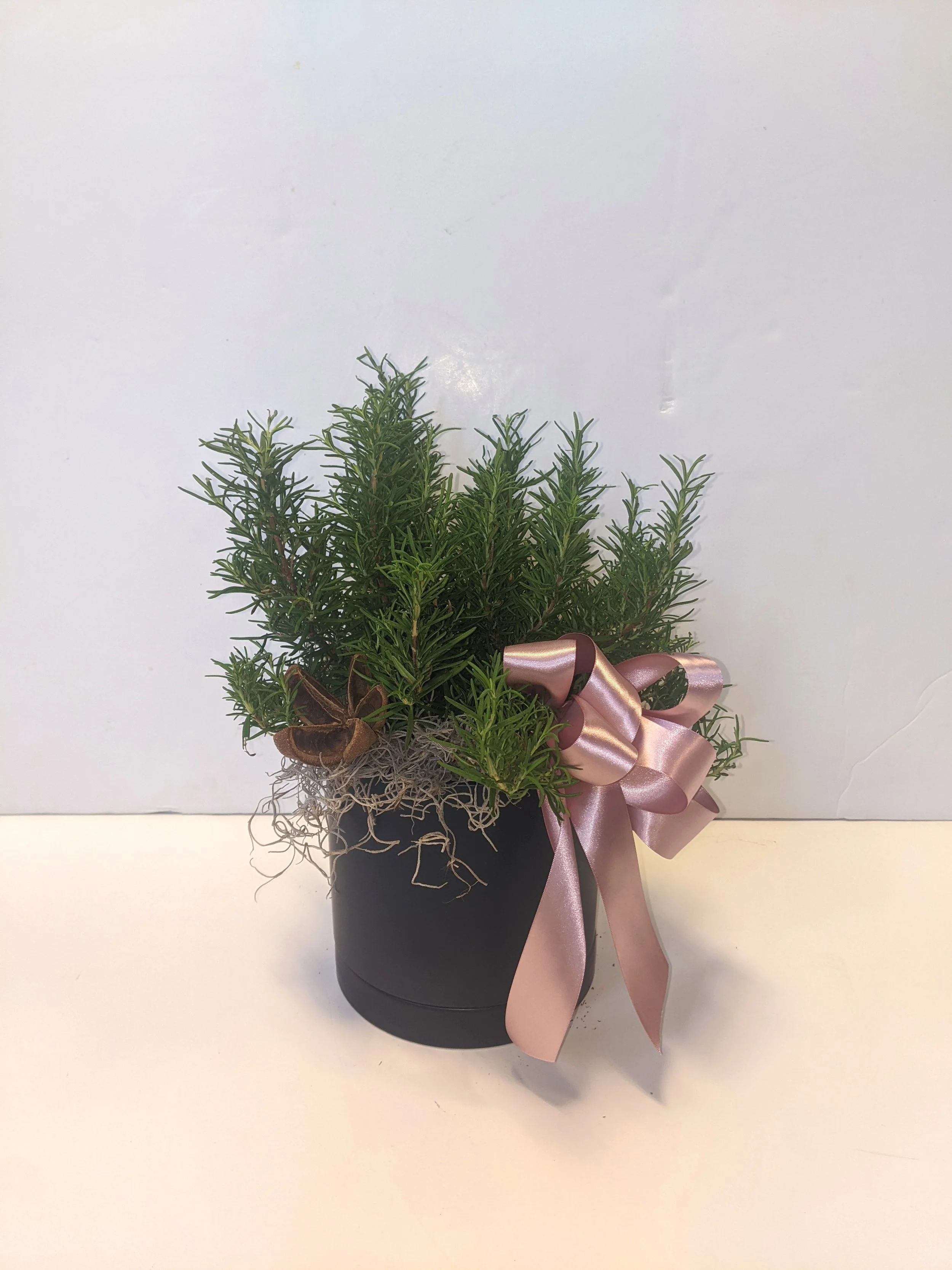 Rosemary in Navy Blue Ceramic Pot.jpg