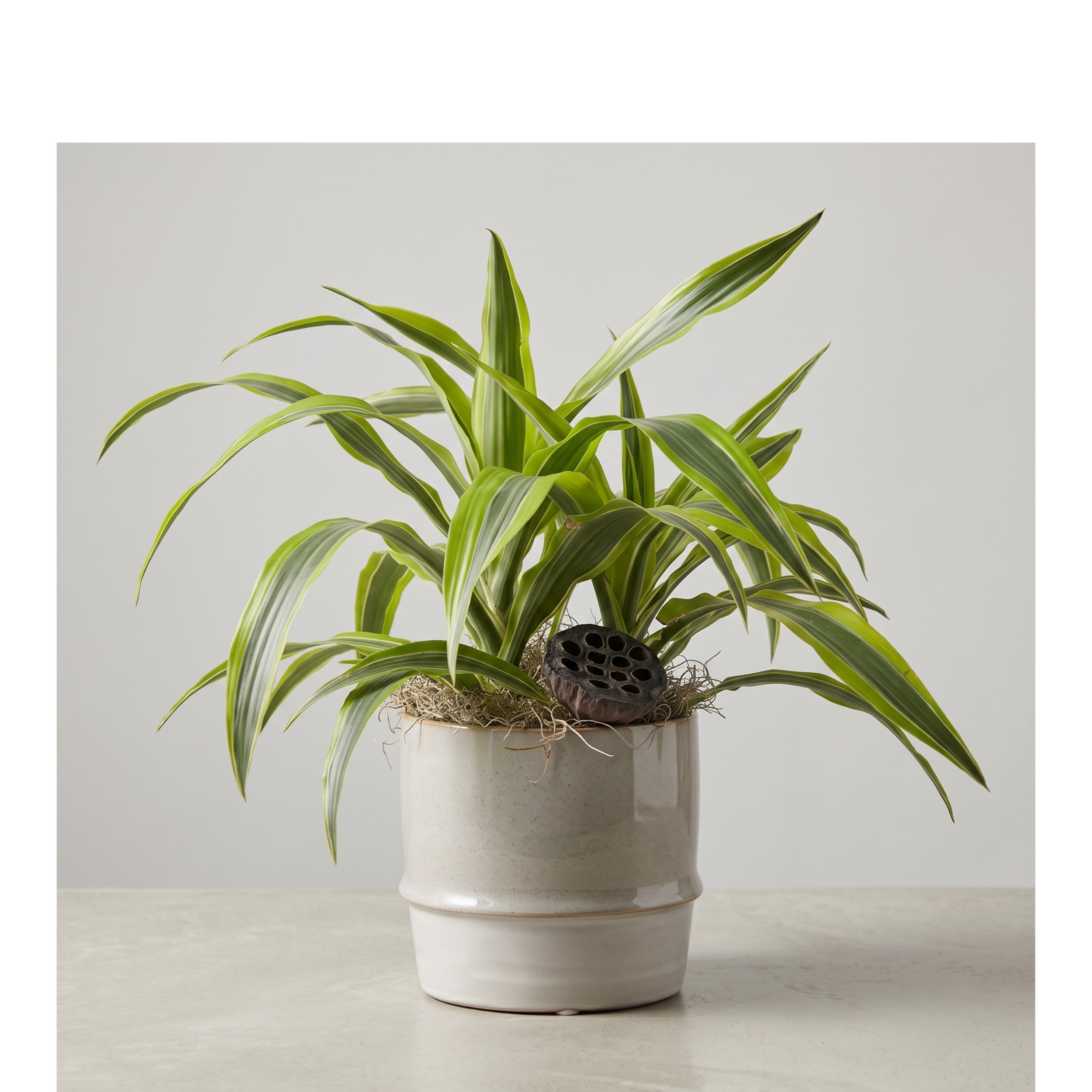 birds nest fern final.png