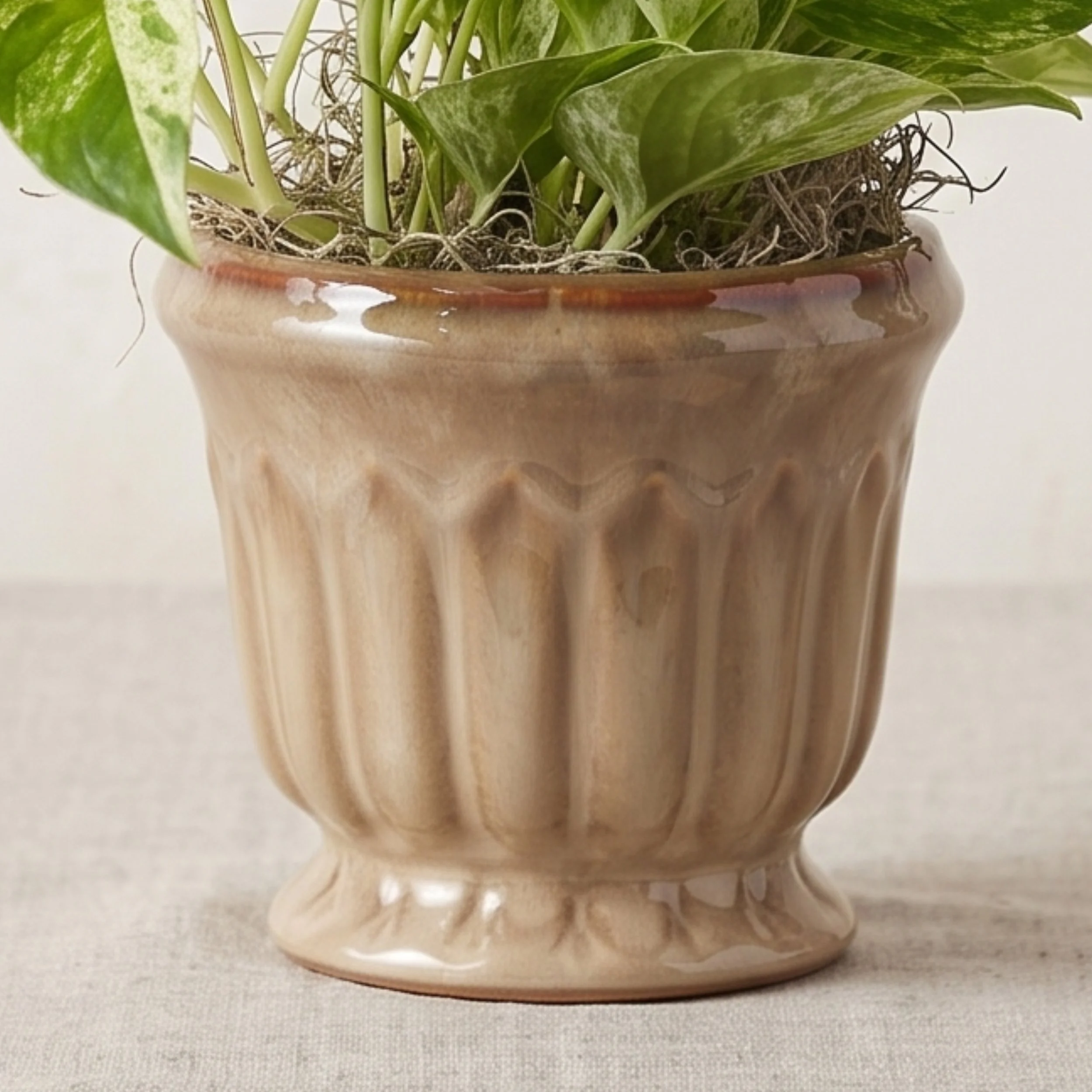 pothos on fluted ceramic - striped up close.jpg