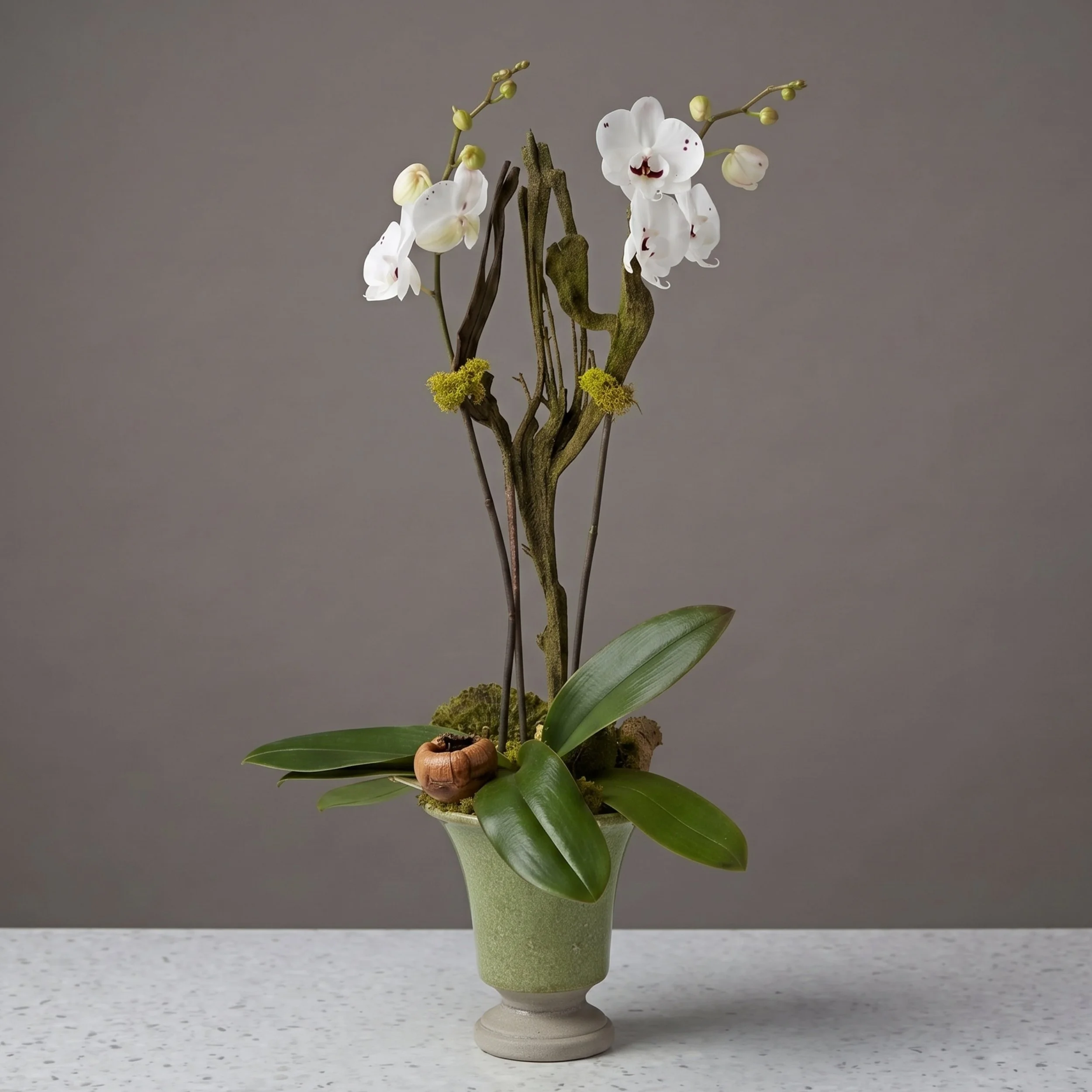 orchid plant 2_6.jpg