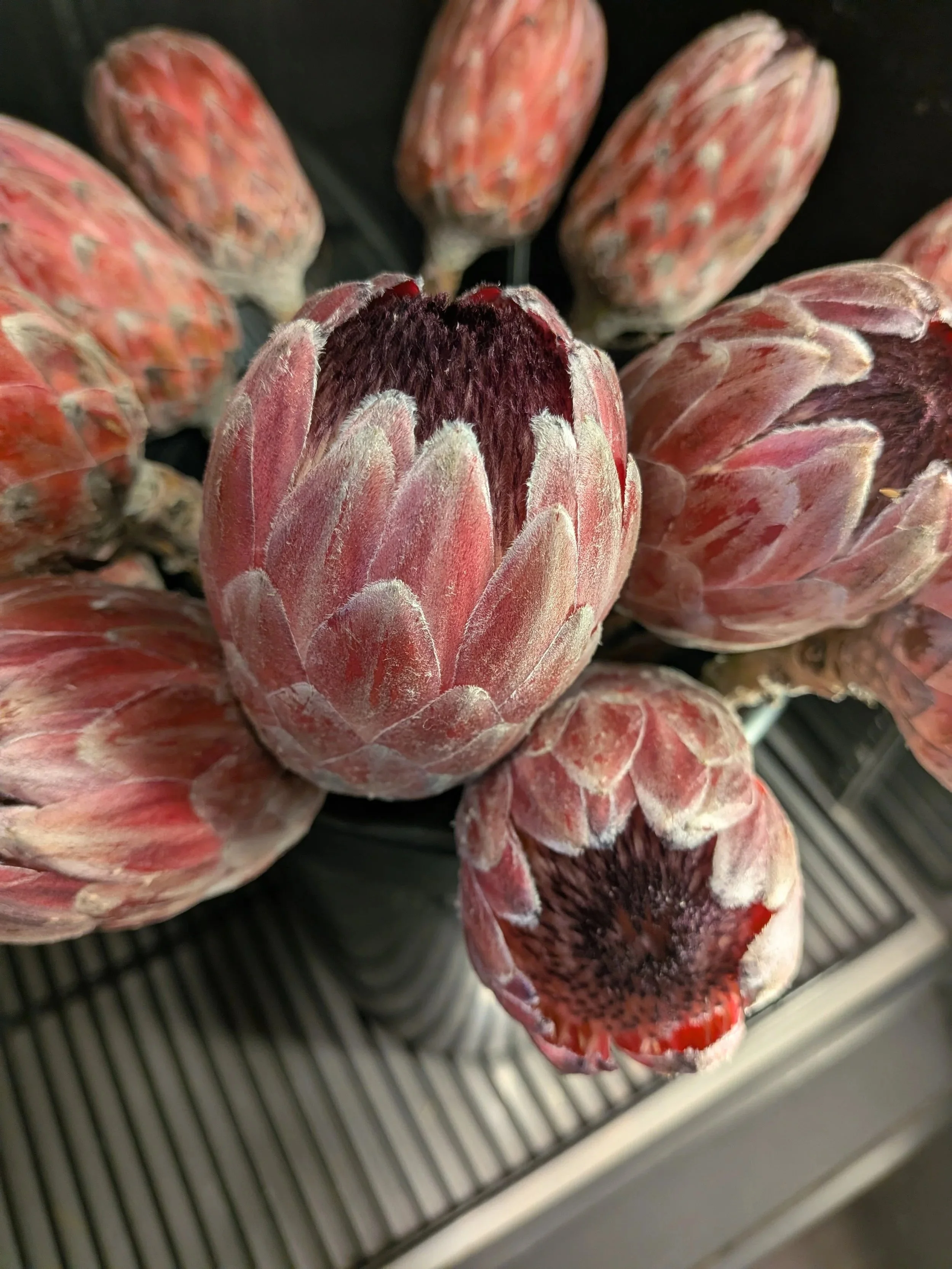 Close-up of a bunch of pink and red protea flowers, some with dark centers, placed on a metal shelf.
