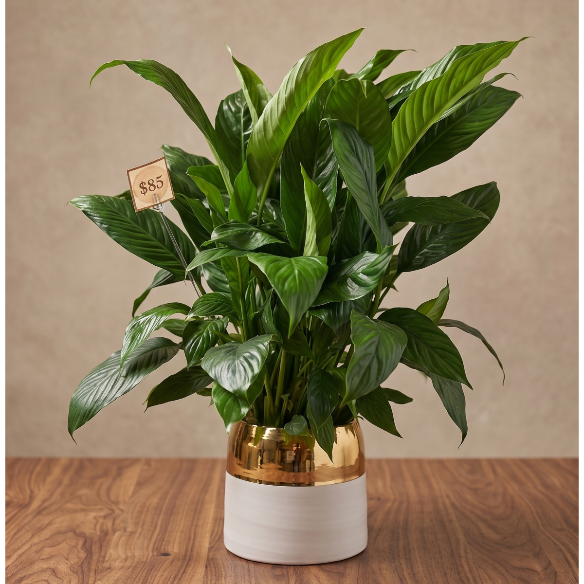 Live Inventory - Peace Lily in White and Gold Ceramic - $85