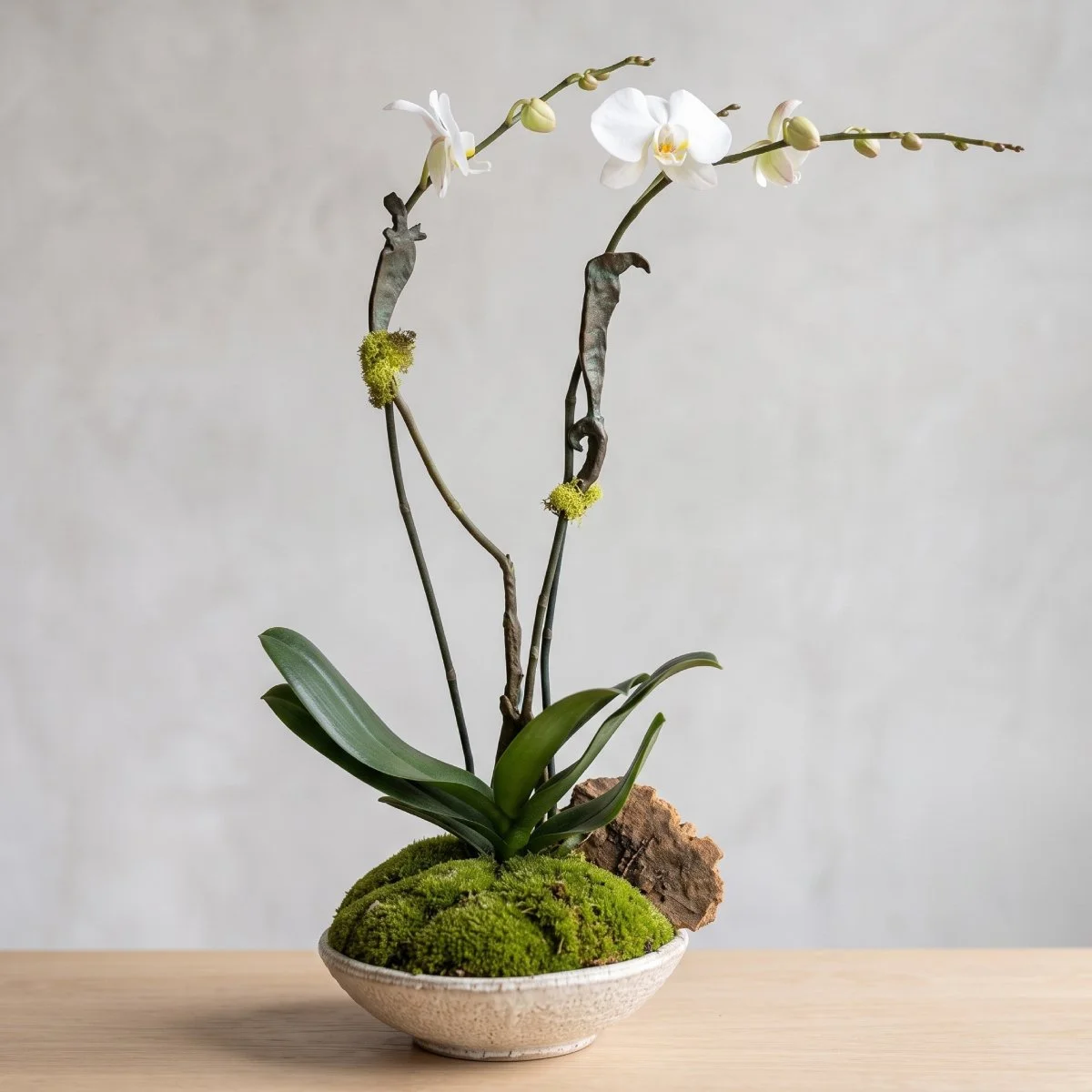 orchid - double stem with mood moss 150.jpg
