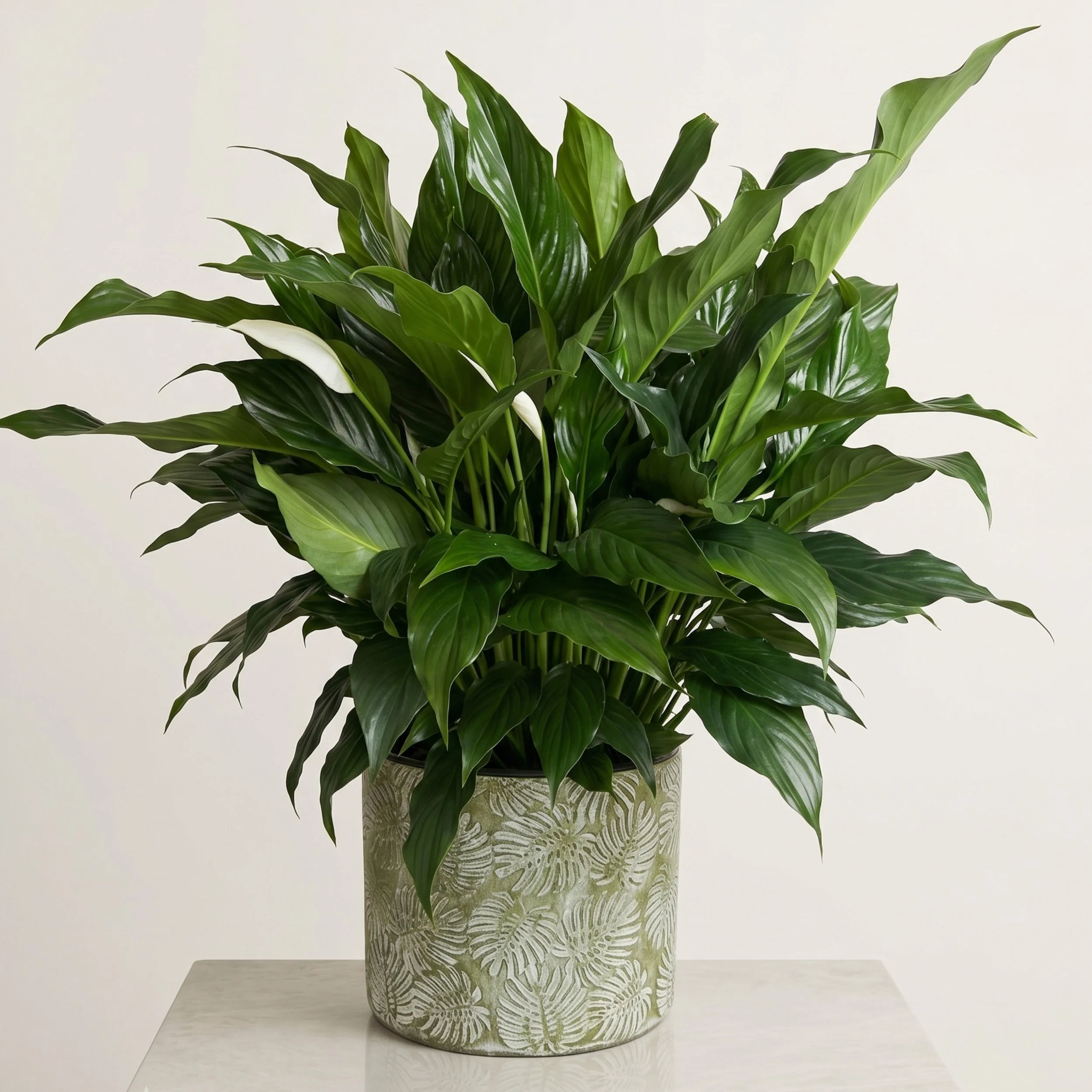 Larg floor plant 1.jpg