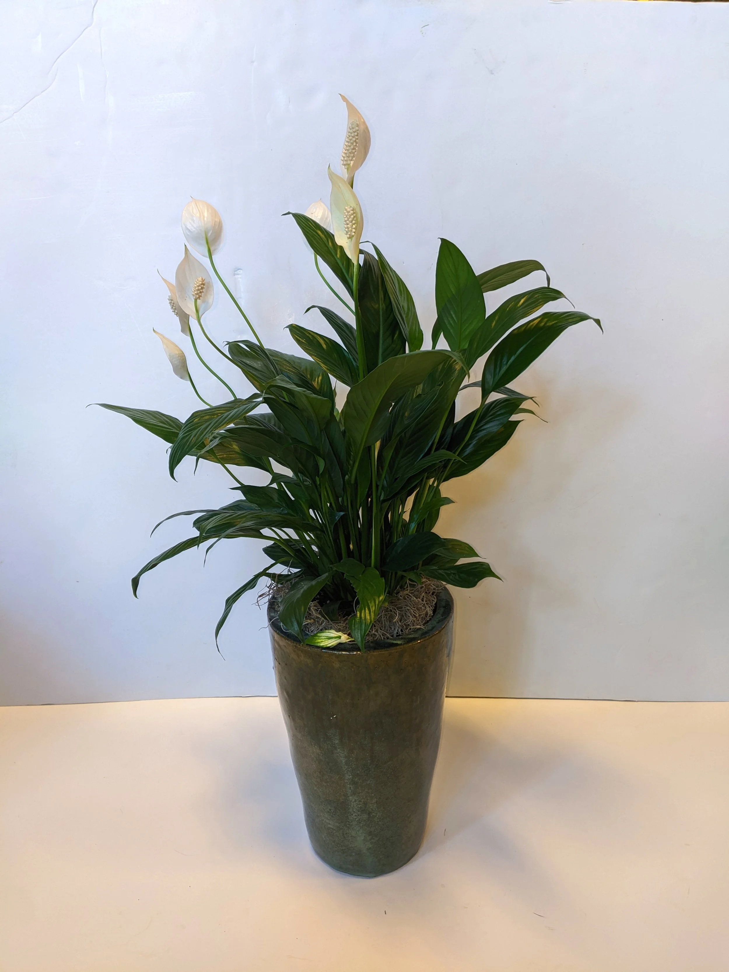 Peace Lily in Tall Ceramic.jpg
