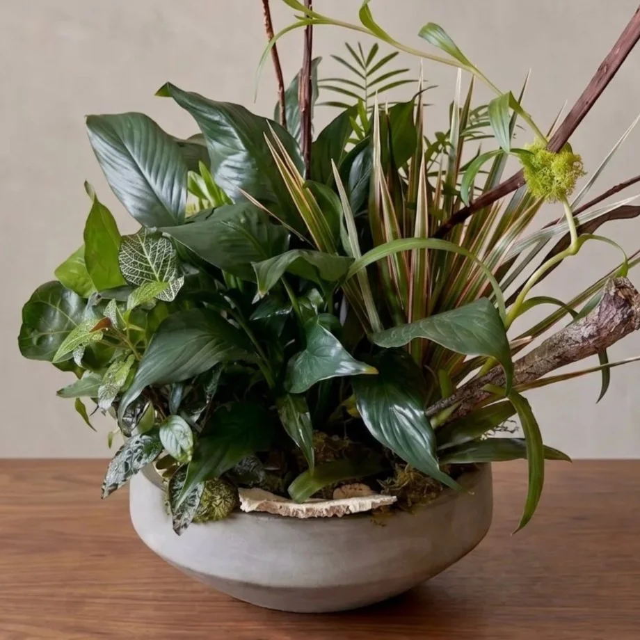 dishgarden+250.jpg
