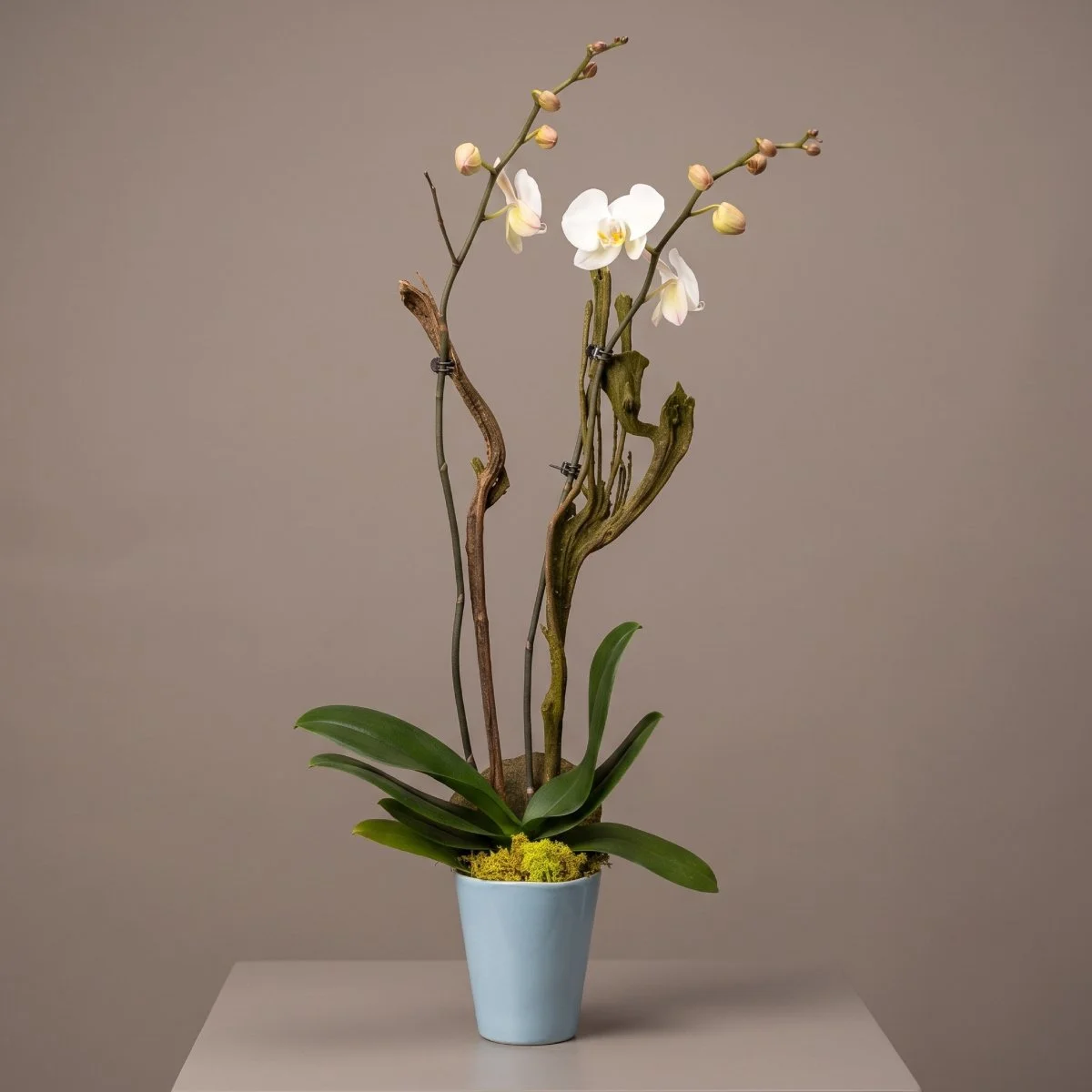 orchid - double stem small blue pot 100.jpg