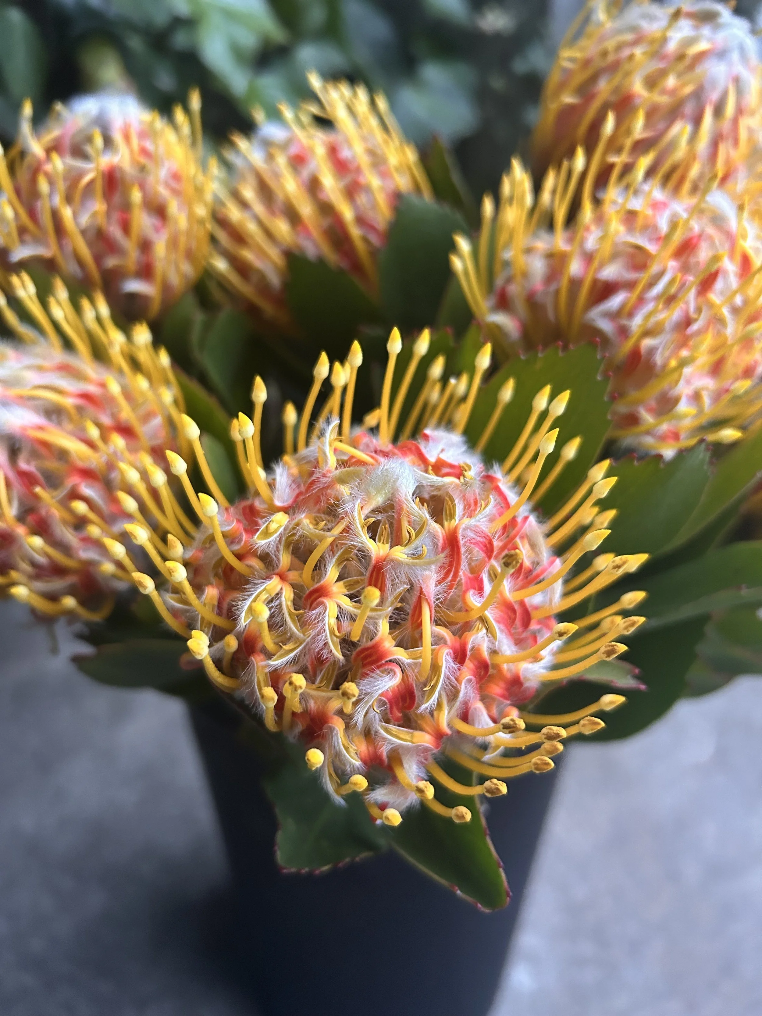 Close-up of yellow and orange pincushion proteas.