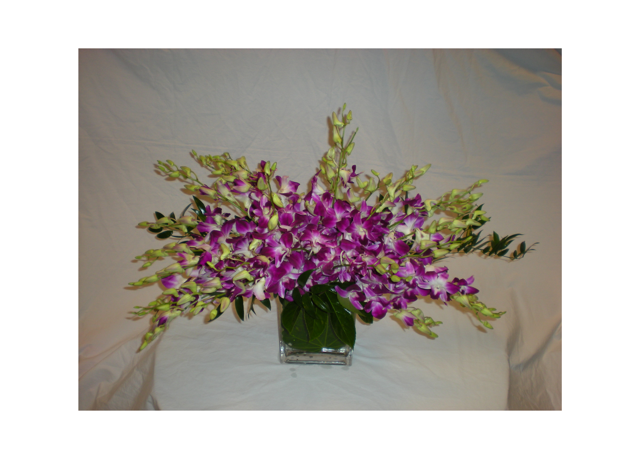 Dendrobium Orchid Arrangement - $95 - $255