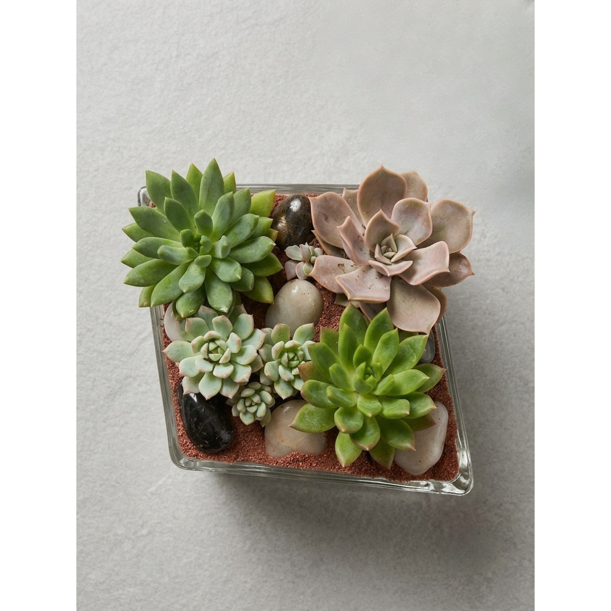 succulant garden diamond vase overhead view(1).png