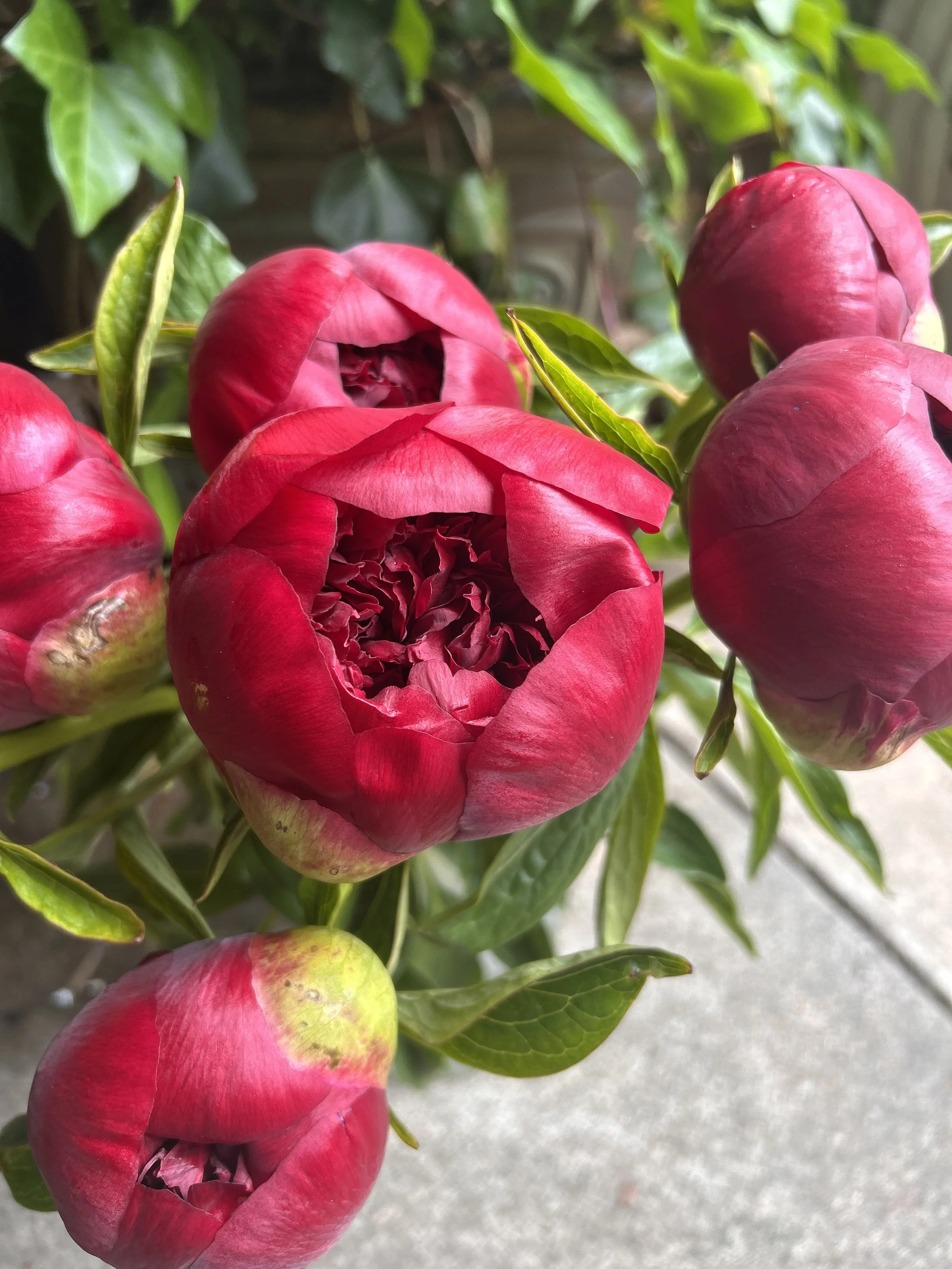 Close-up of pink peony flowers with green leaves on a concrete surface.