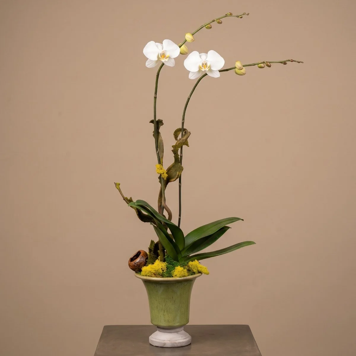 Live Inventory - Orchid Plant in Green Pedestal Container - $125