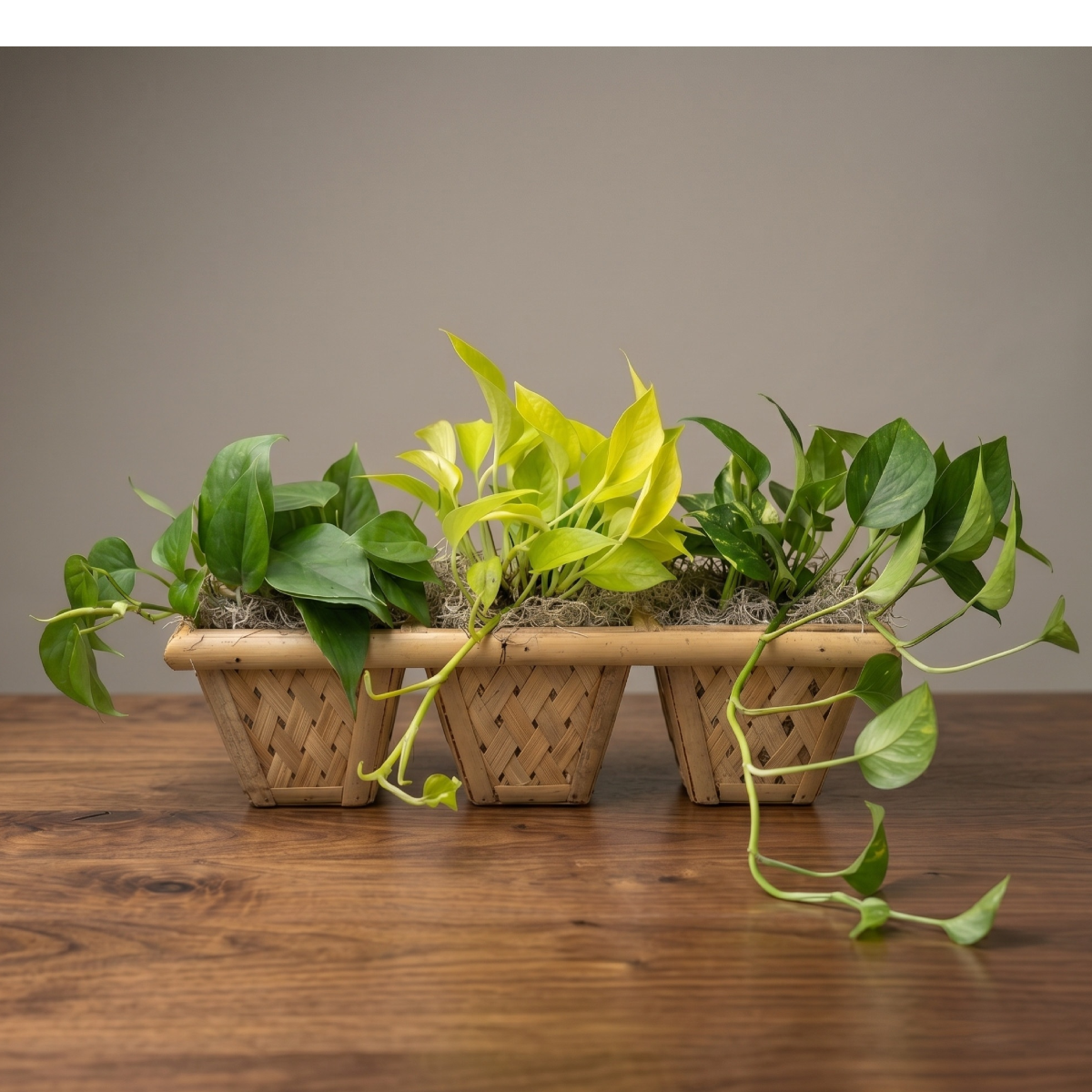 3 pothos planter box.png