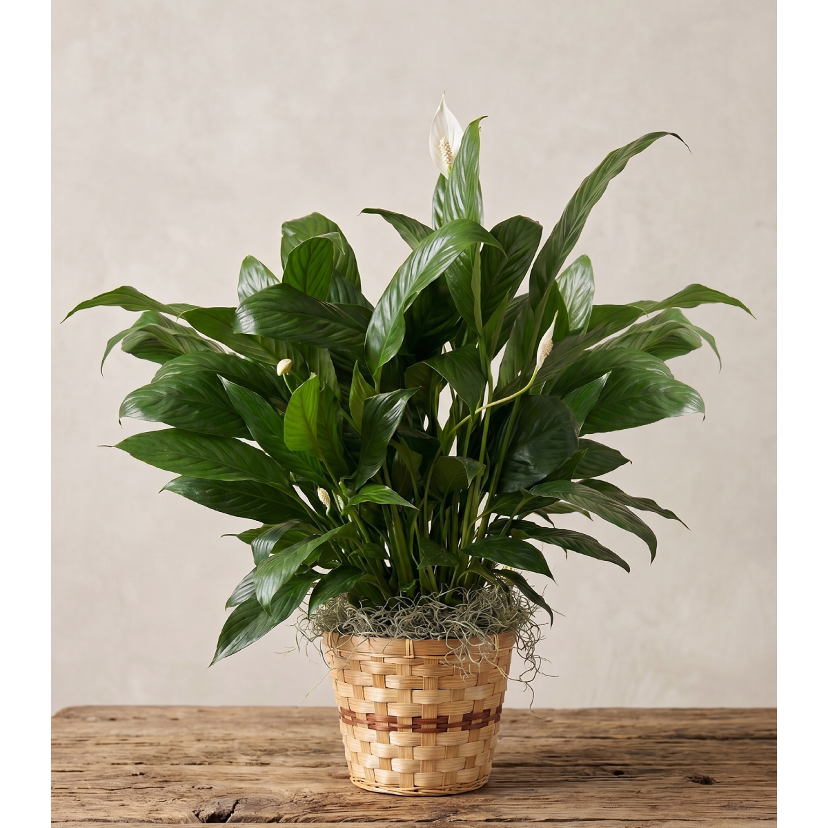 peace lily in medium in basket.png