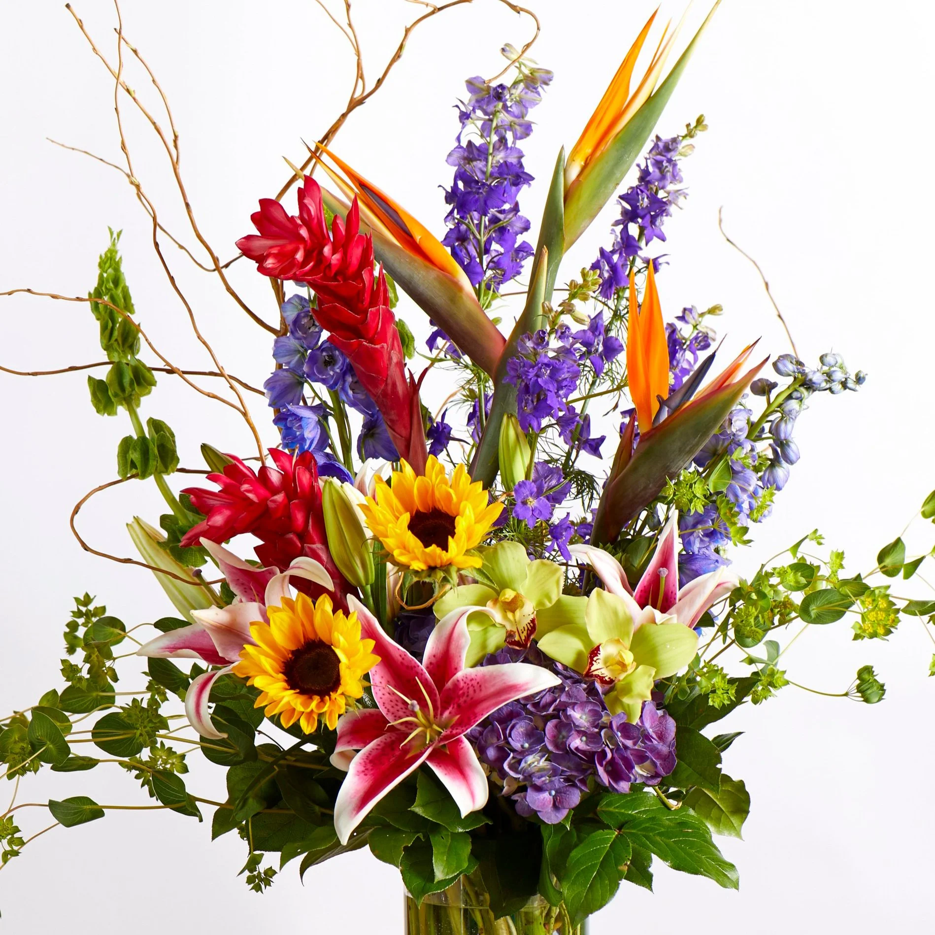 Dutch Tropical - $100-$500