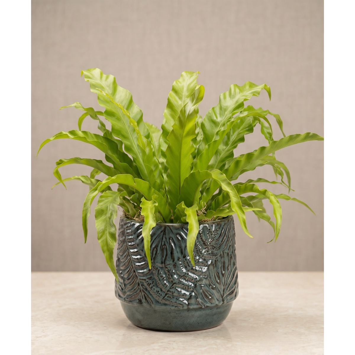 birds nest fern 80.png