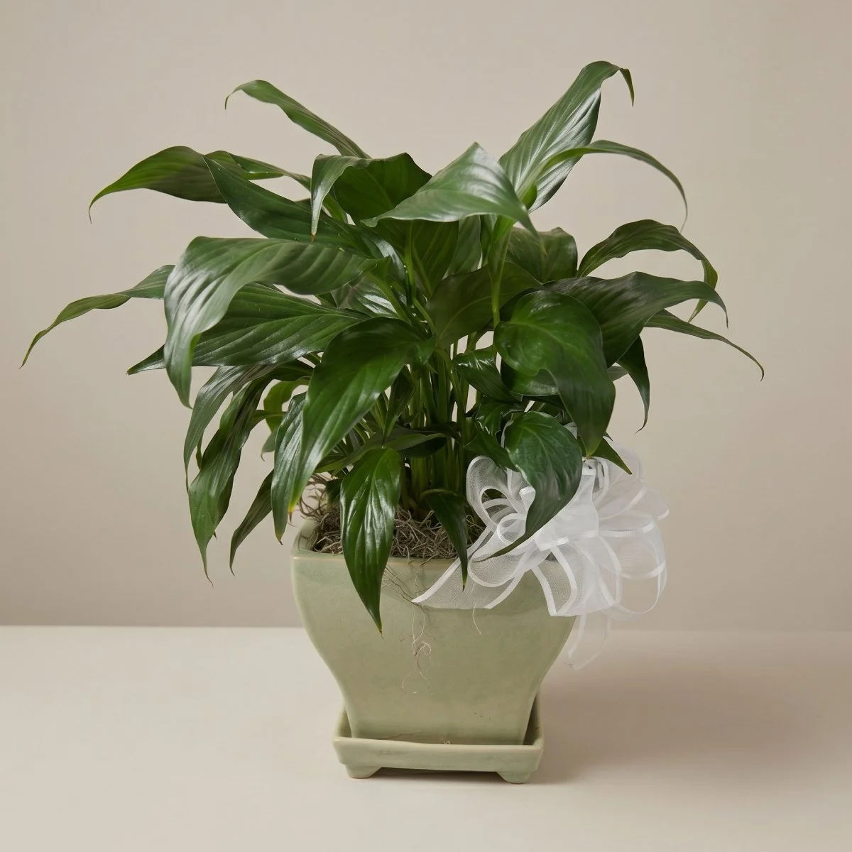 peace lily 50.jpg