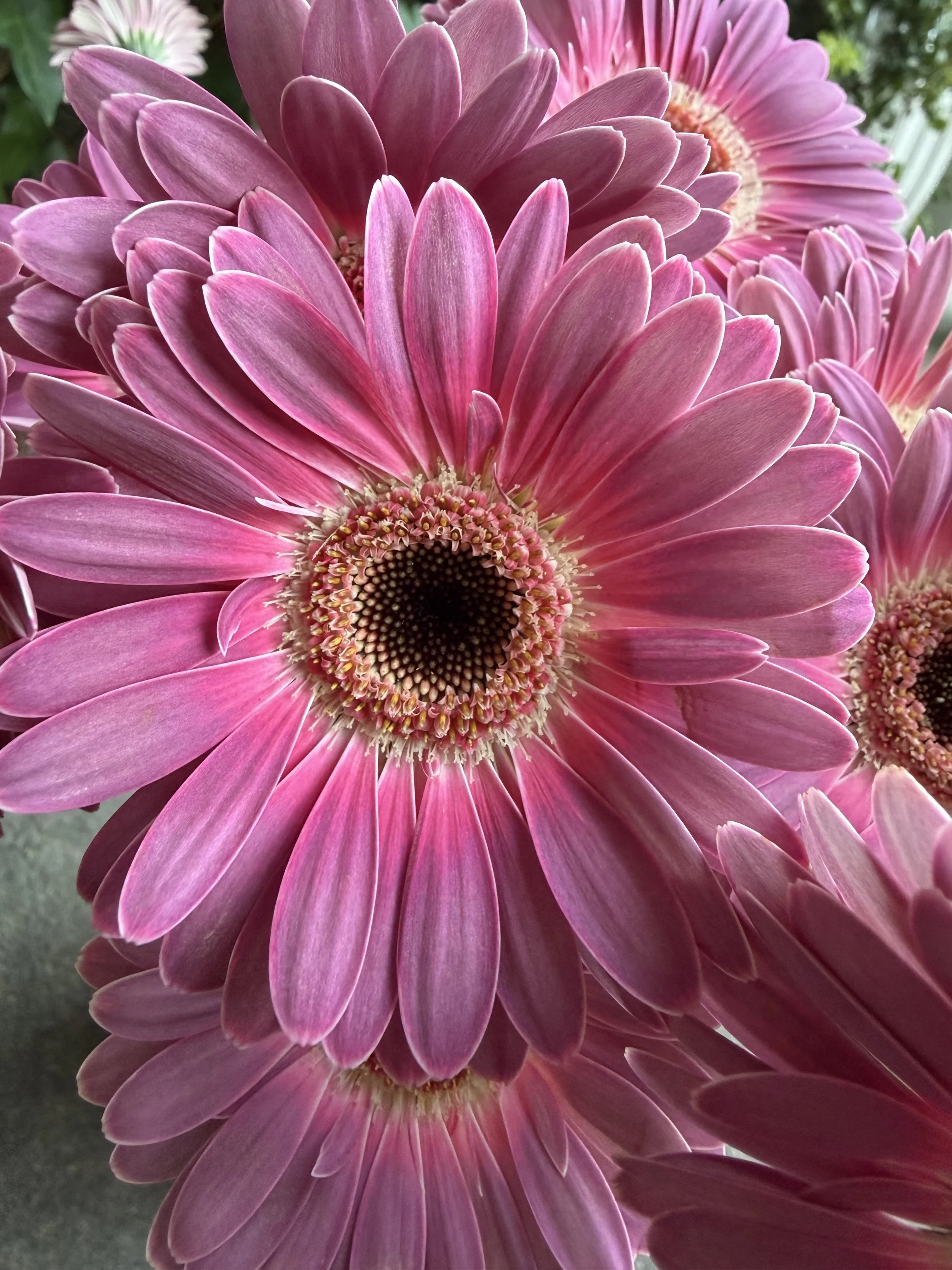 Close-up of pink gerbera daisy flowers with detailed petals and a dark center.