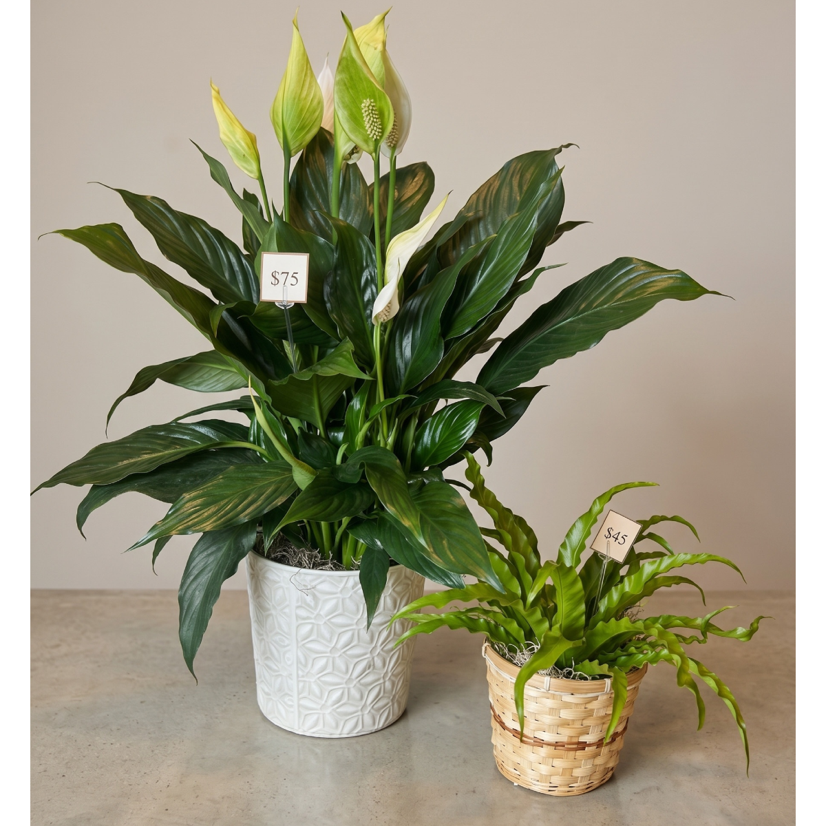 Live Inventory - Green Plants - $45-$75