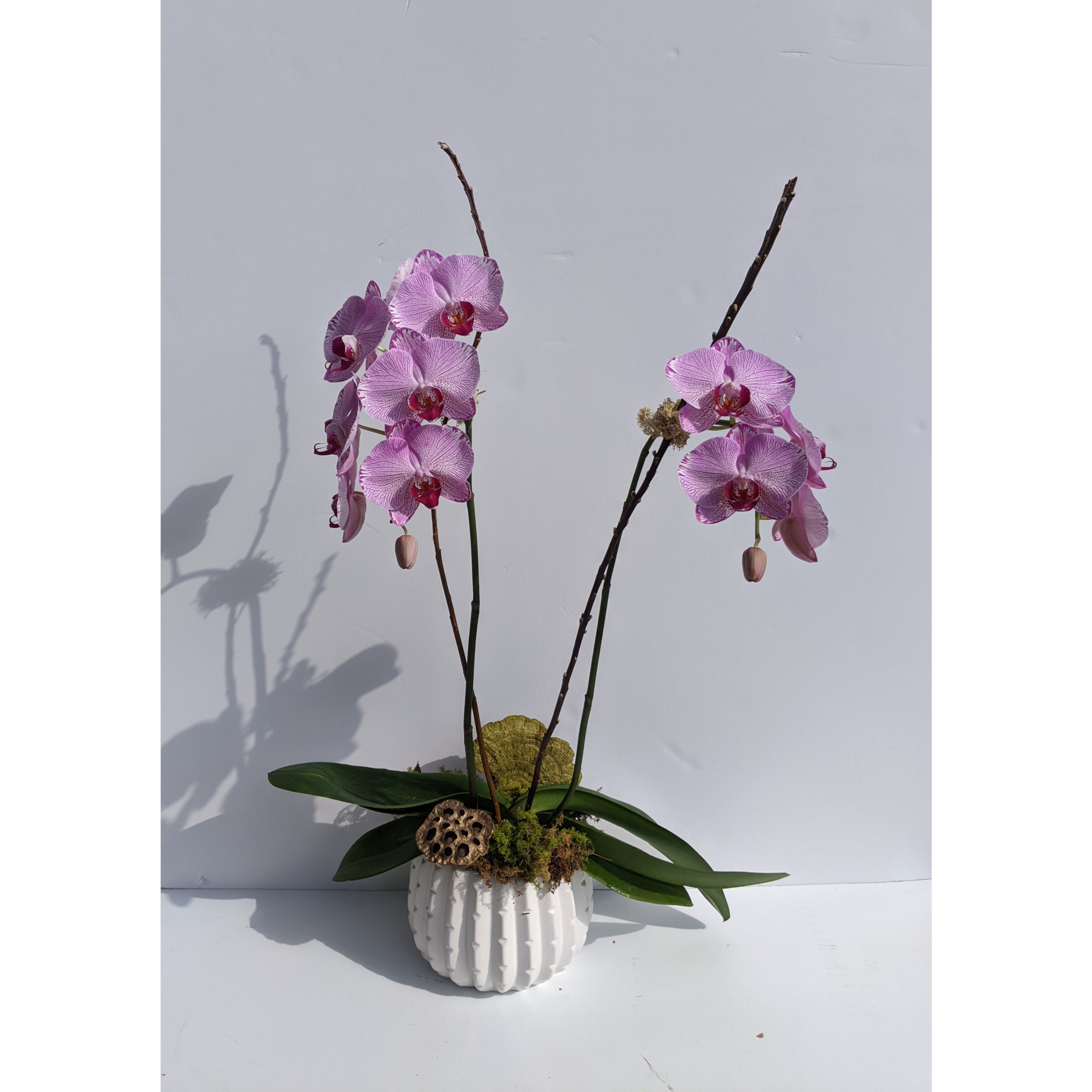 Dressed orchid 4 cropped final.png