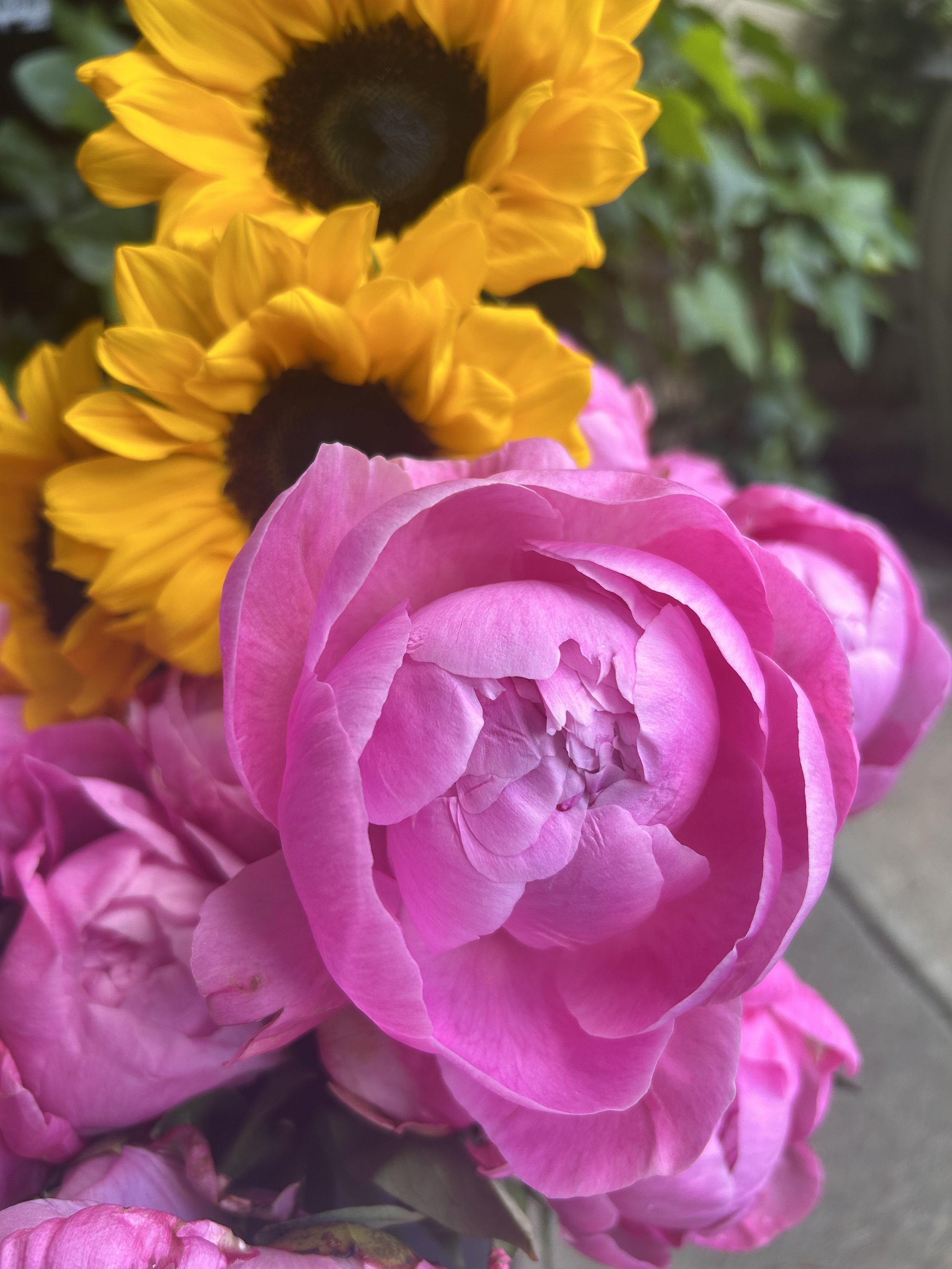 Close-up of a medium pink Alexander Flemming peony in the foreground, yellow sunflower with dark center in the middle background, and green ivy in the background.