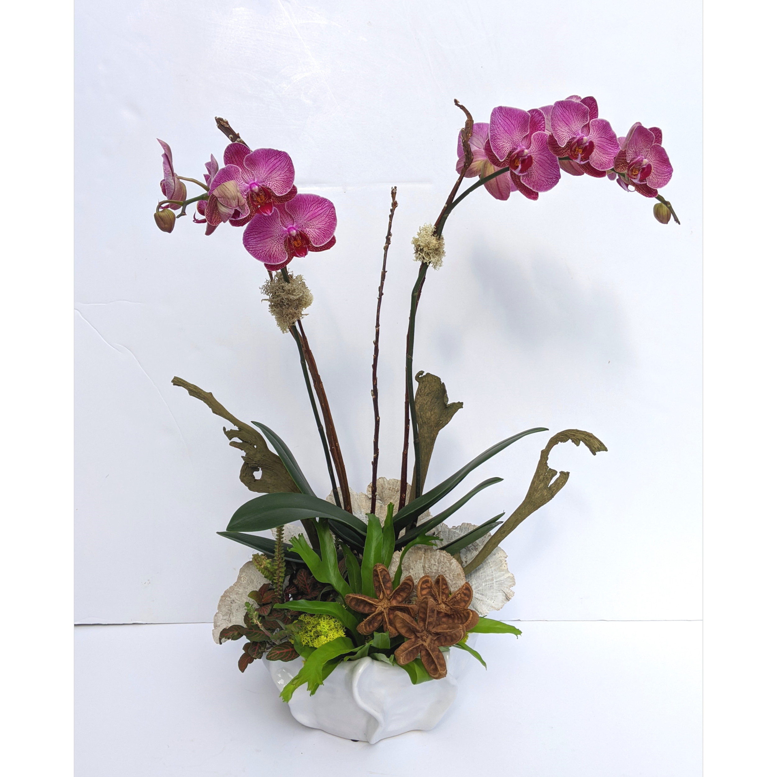 Orchid Plant - $85-$200
