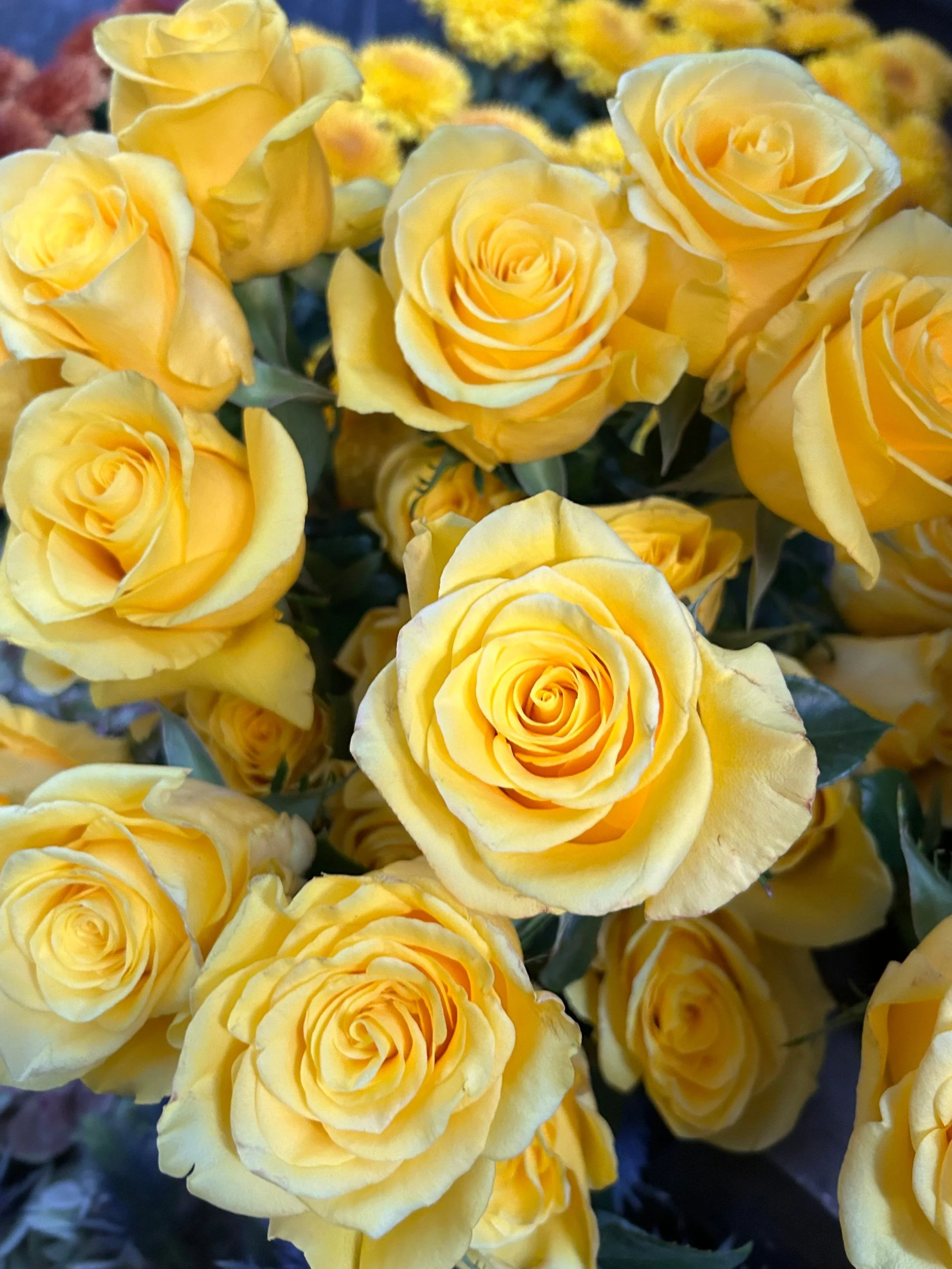 A bunch of yellow roses in full bloom with green leaves in the background.