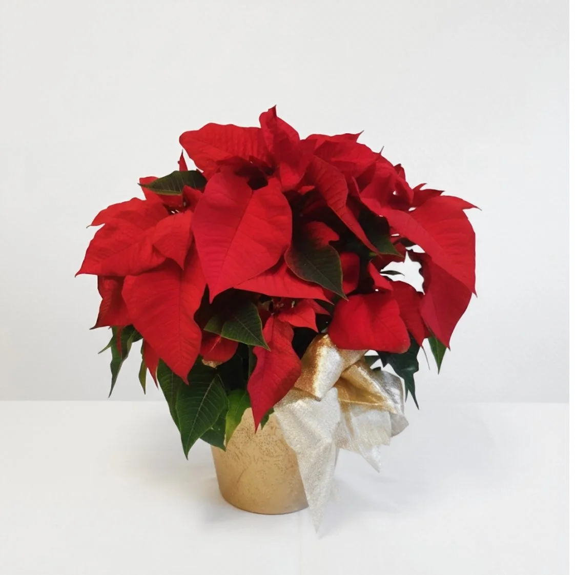 poinsettia gold mecca pot.jpg (Copy)