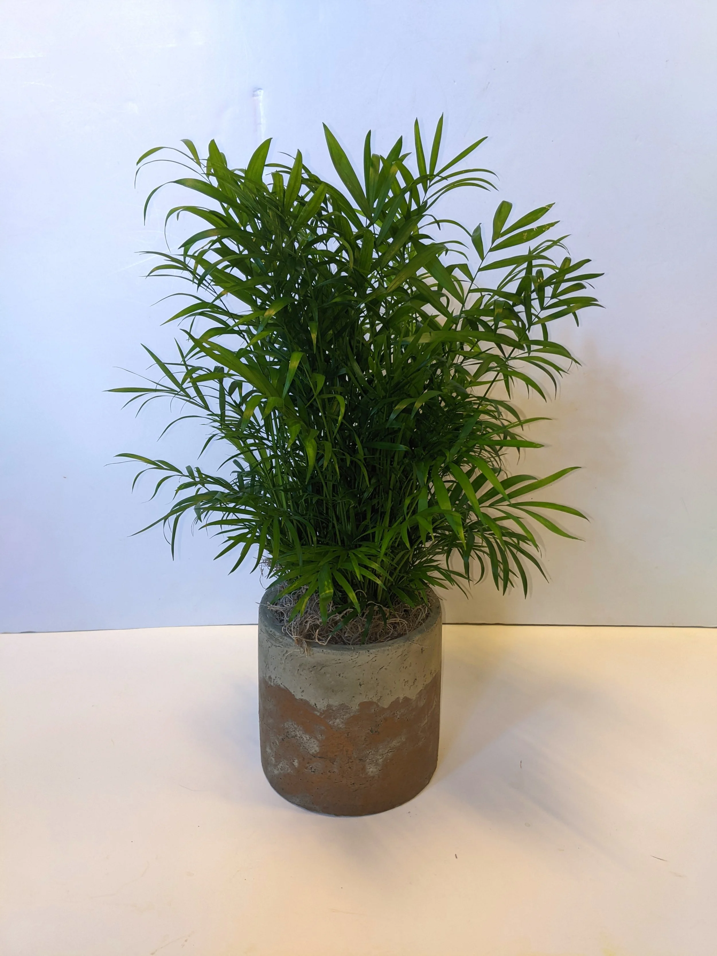 Palm in Rustic Ceramic.jpg