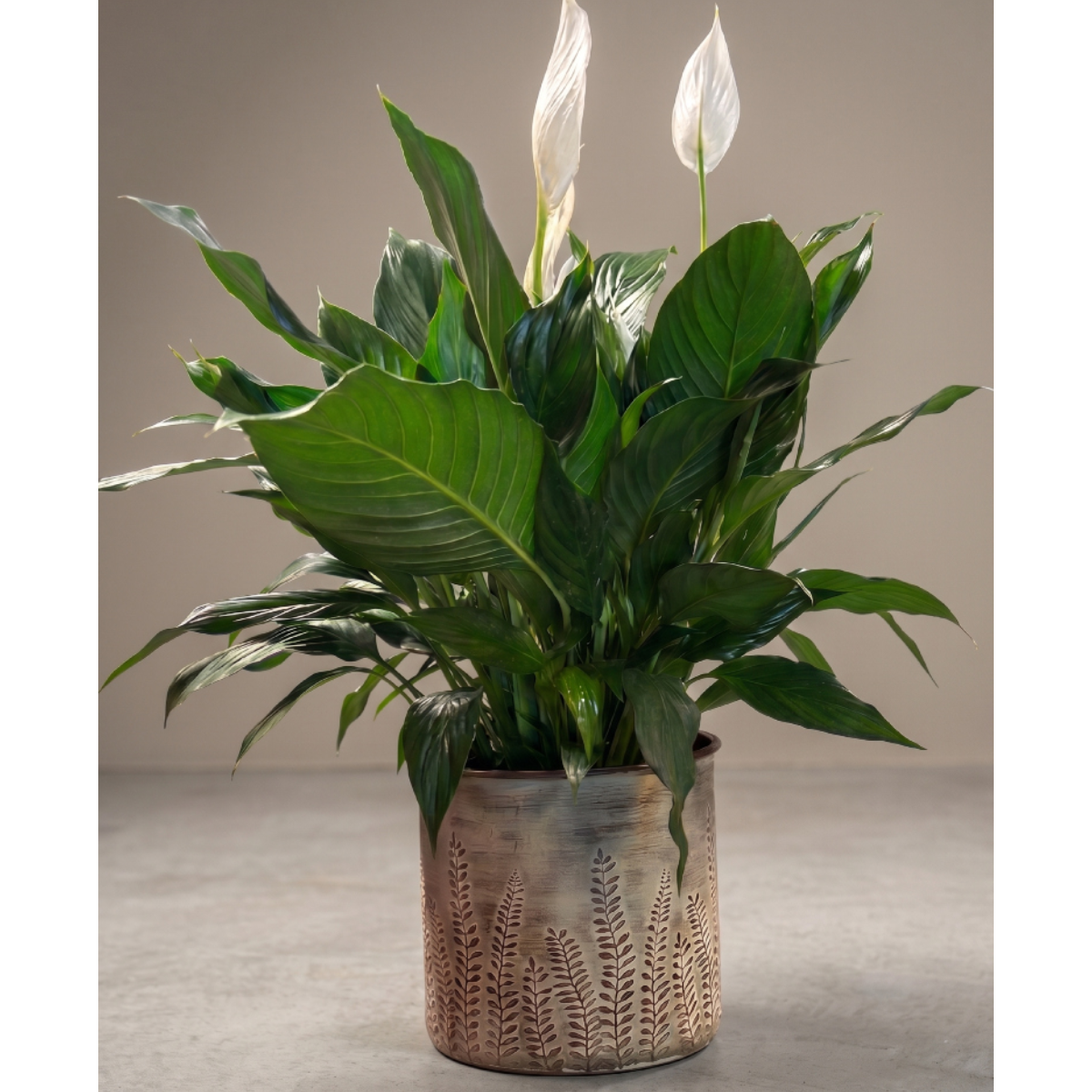 large peace lily.png