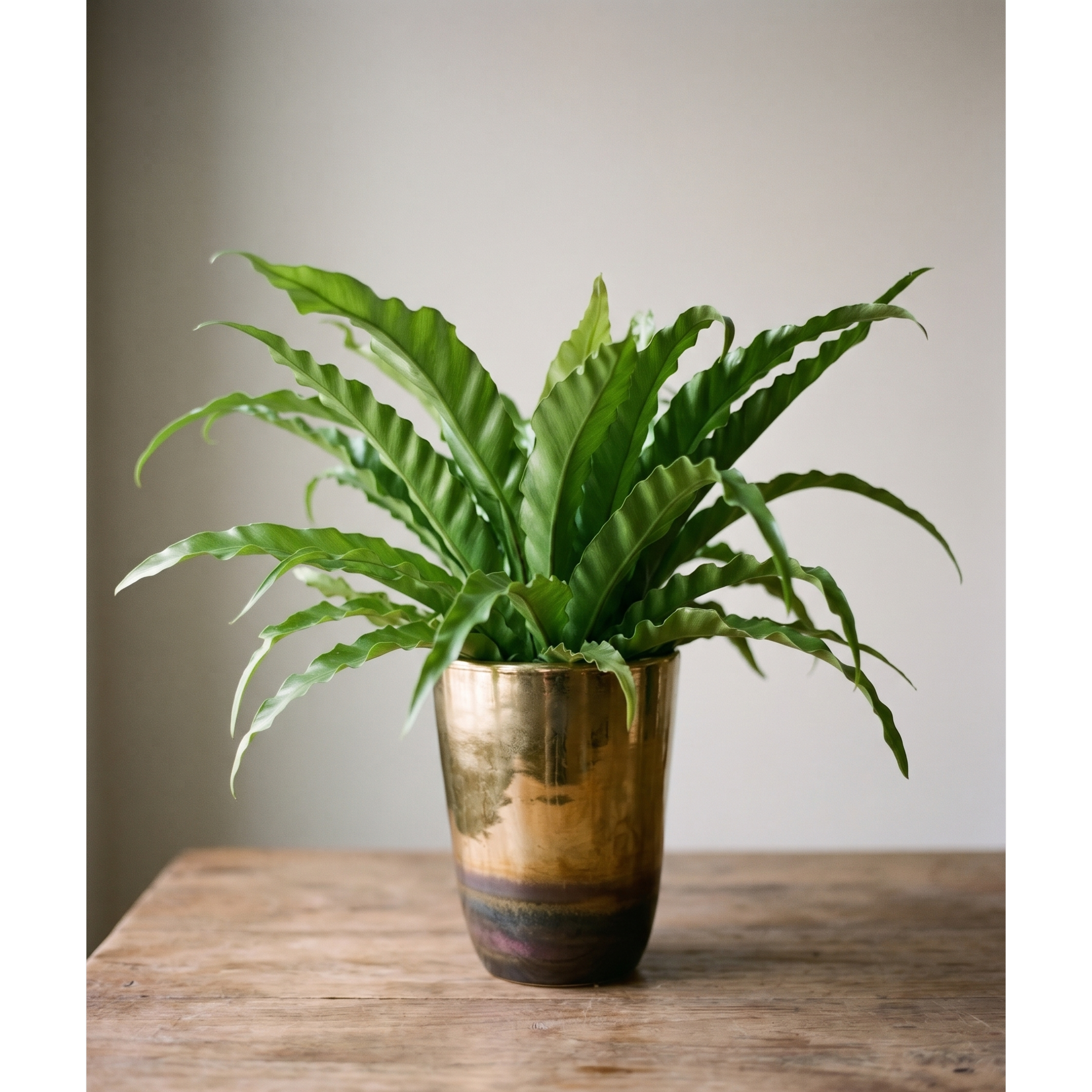 birds nest fern in gold cotainer.png