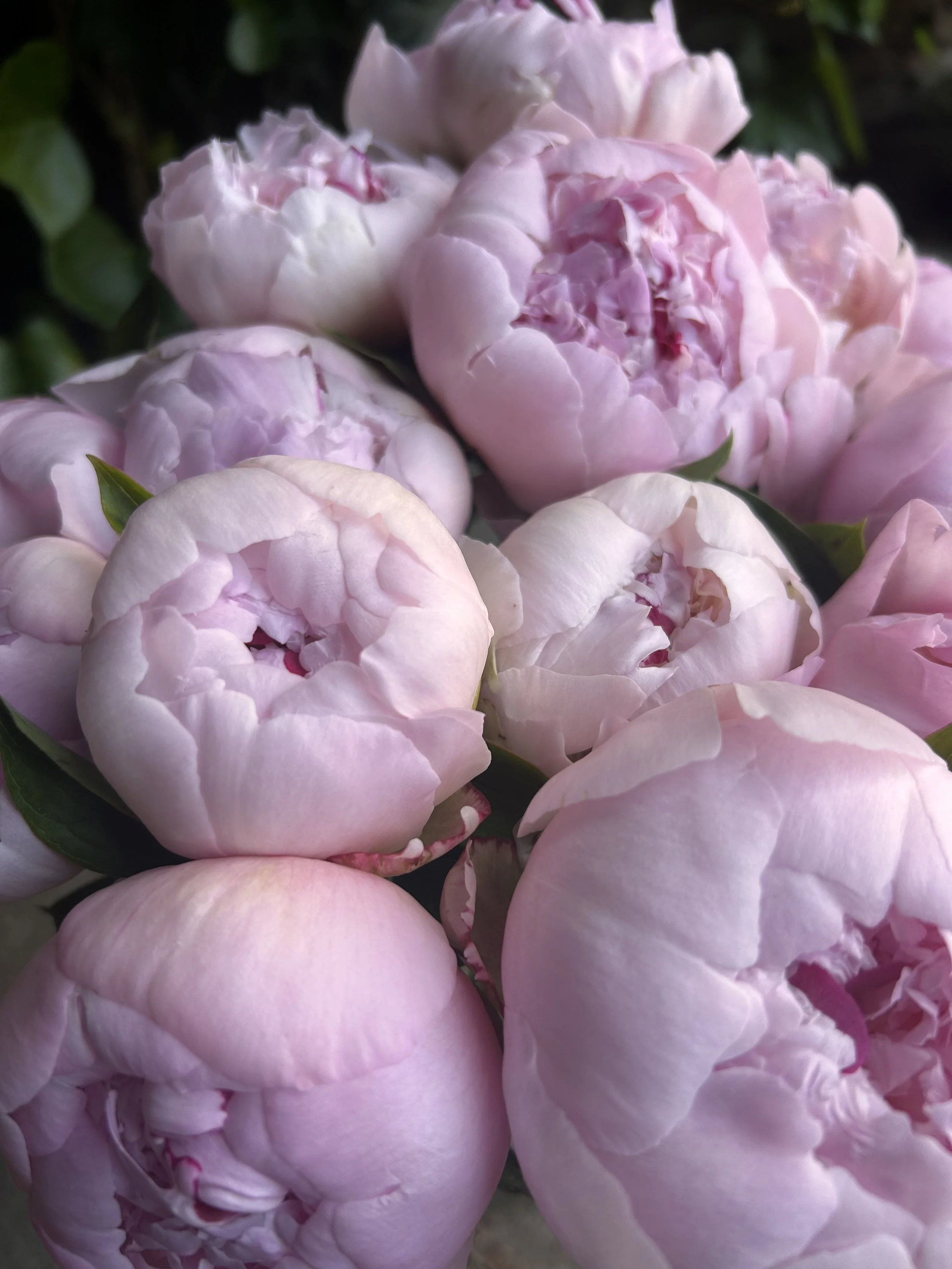 Close-up of pink peony flowers with lush petals and green leaves in the background.