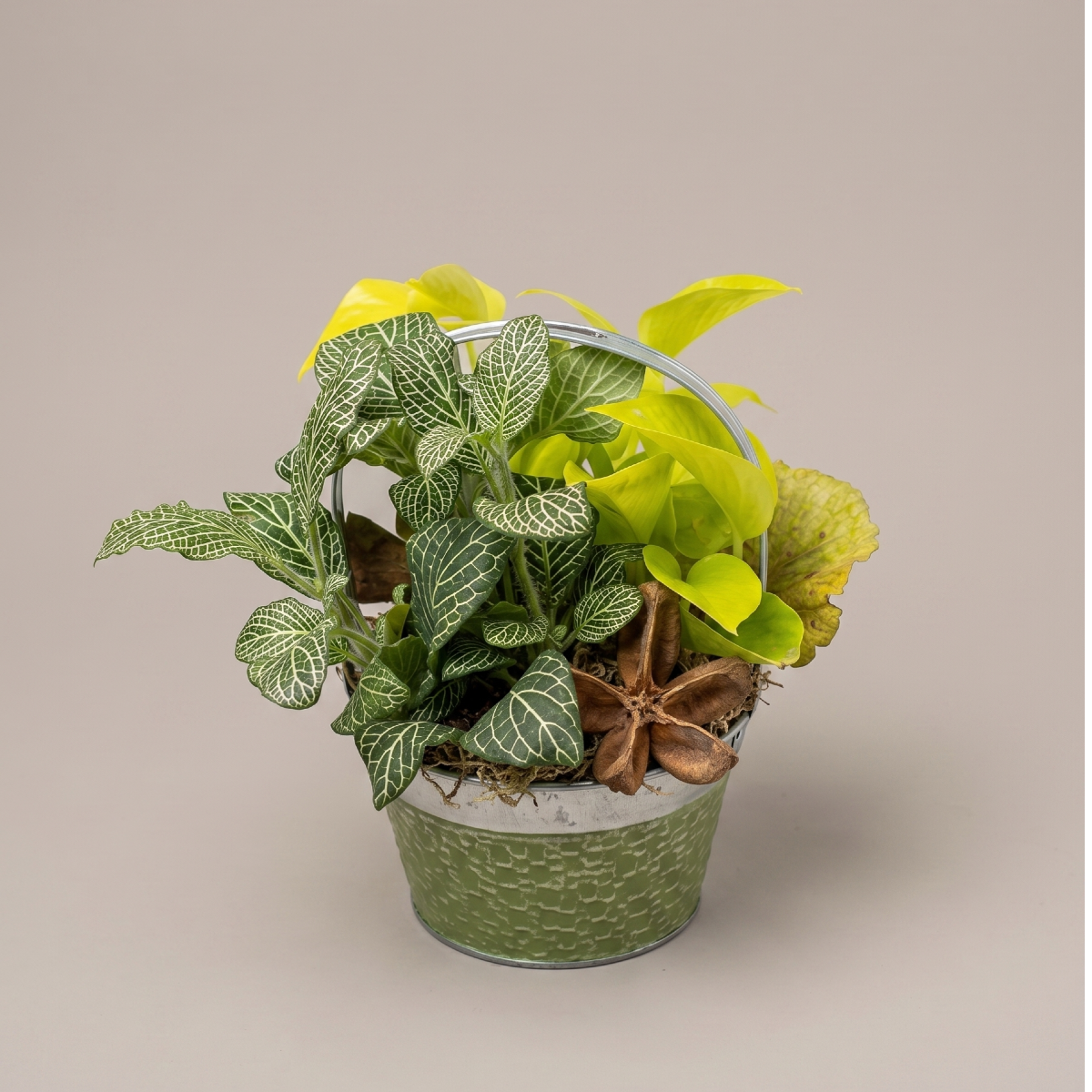 small dishgarden - $60(2).png