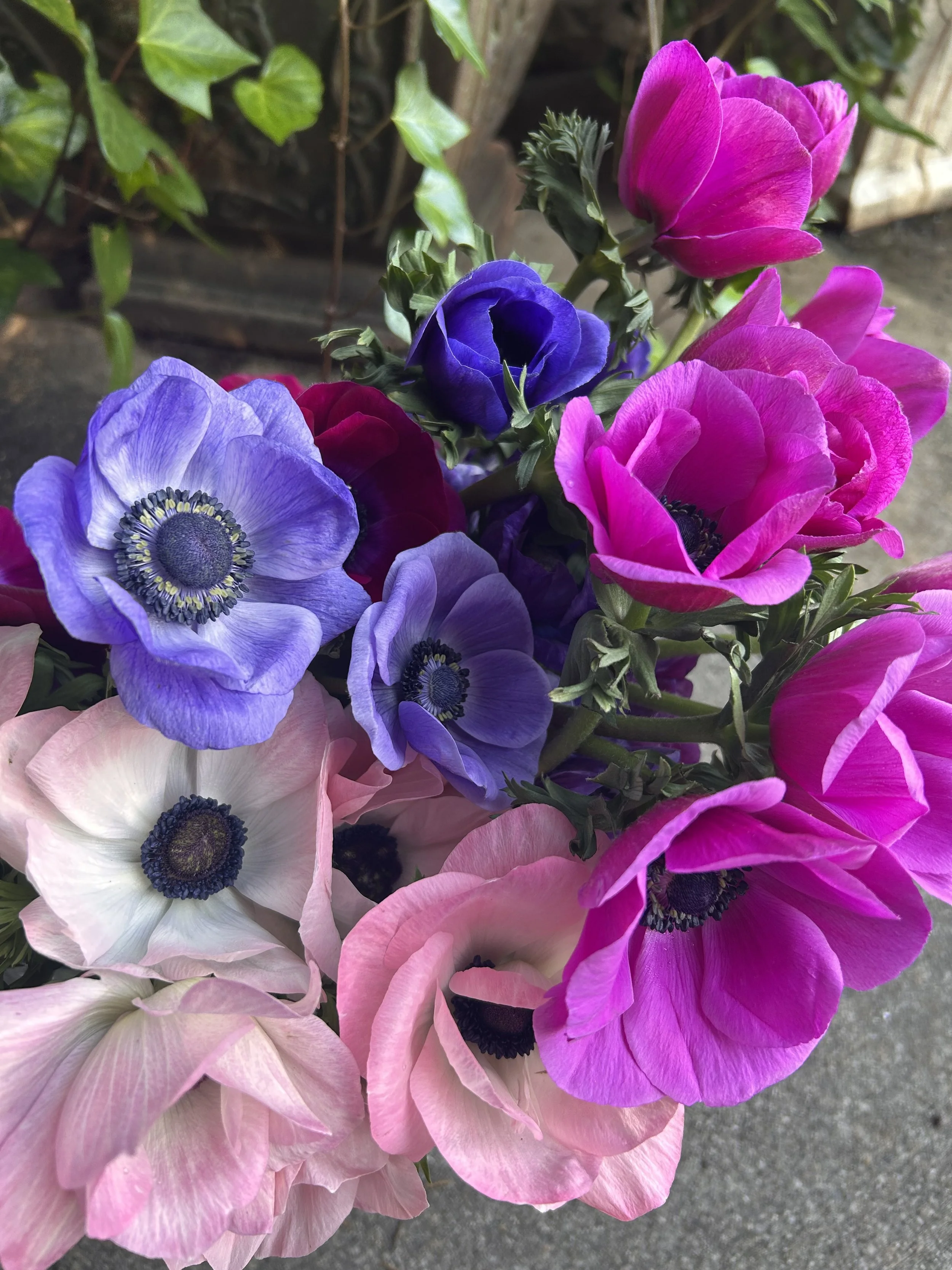 Close-up of a colorful display of anemone flowers with pink, purple, blue, and white petals.