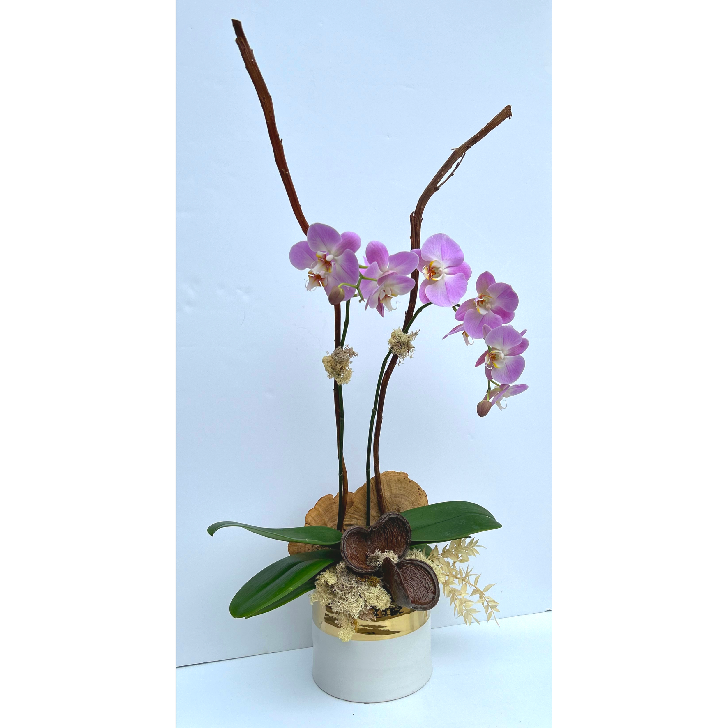 Dressed orchid 2 cropped final.png