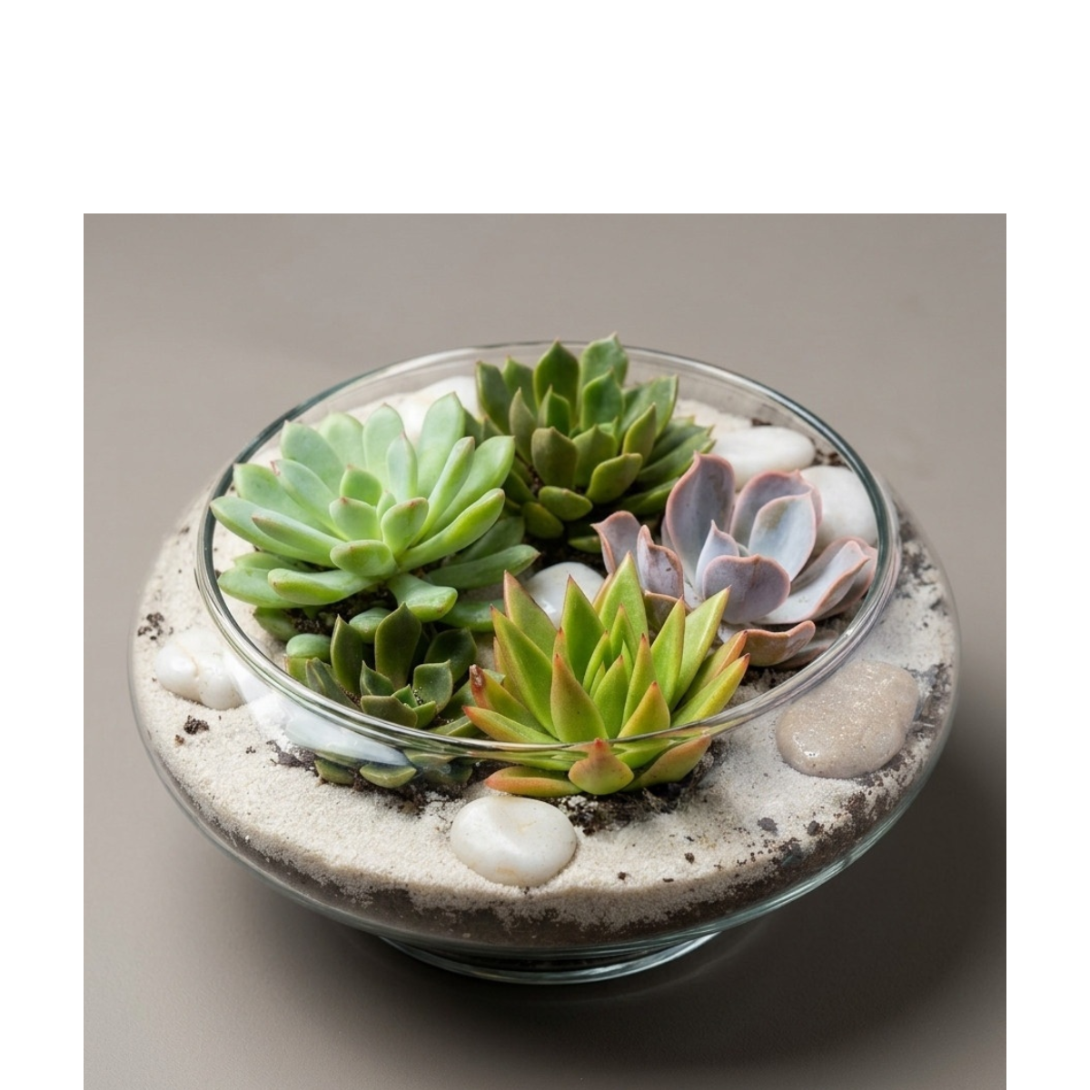 succulant garden UFO bowl.png