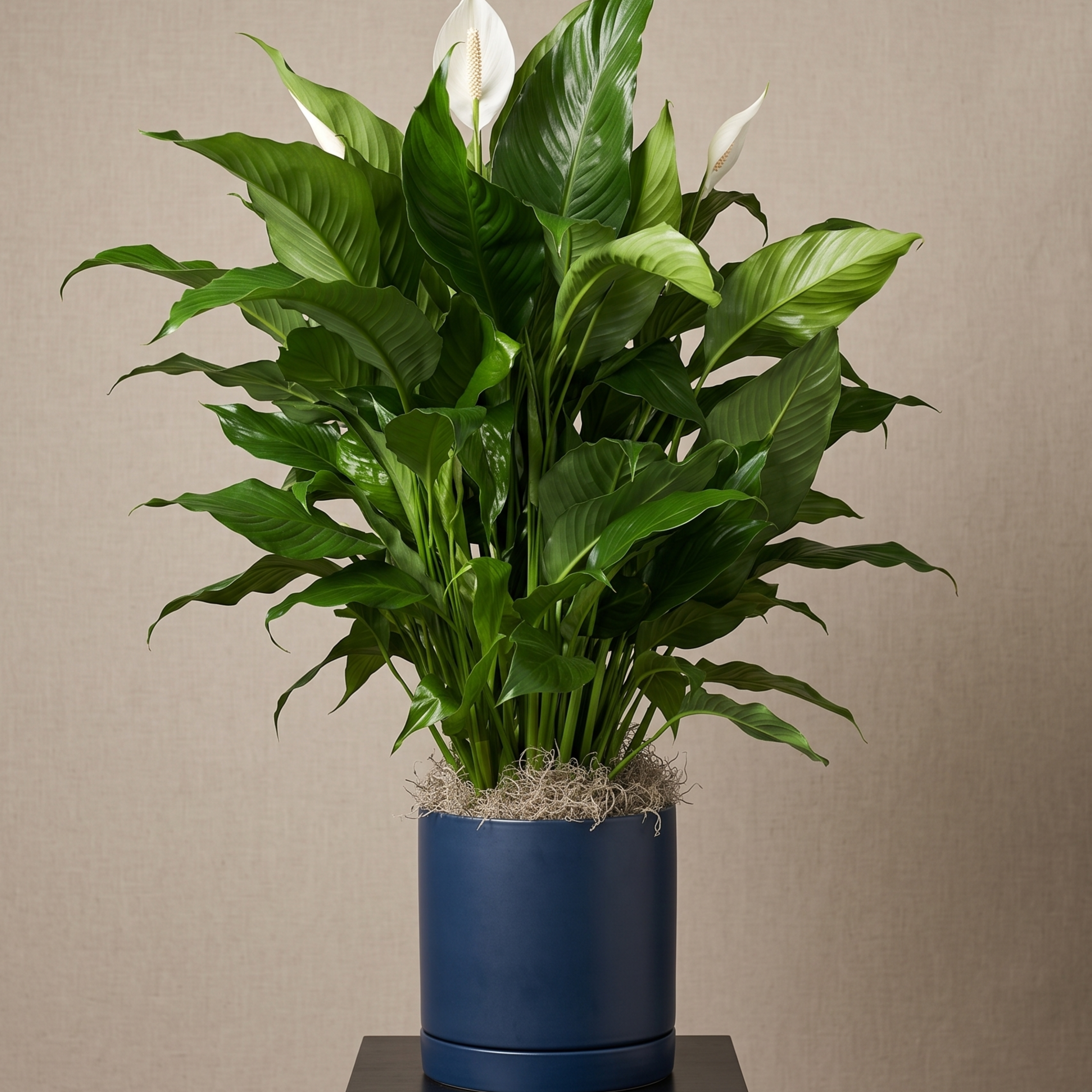 peace lily ceramic pot.png