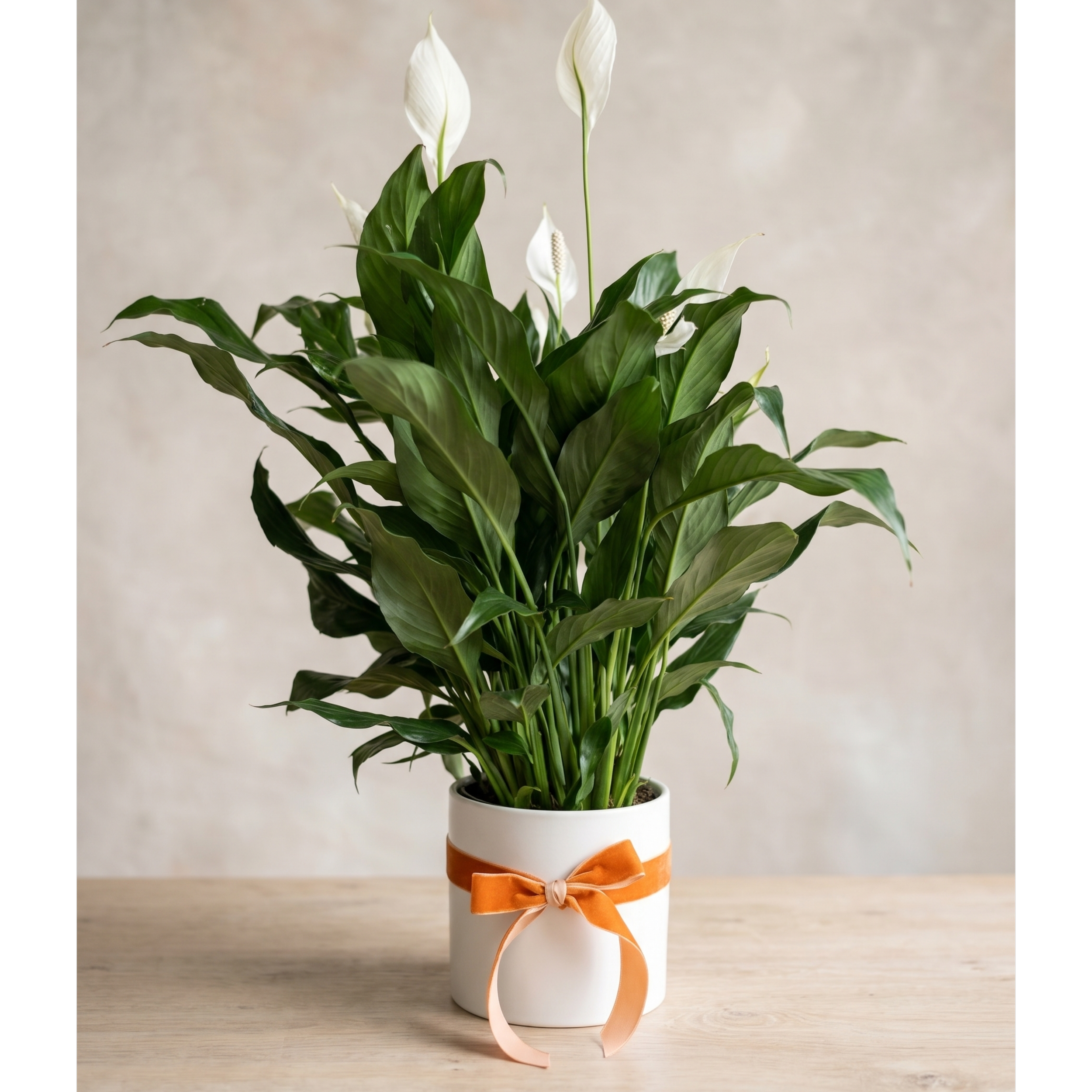 Live Inventory - Peace Lily in White Ceramic - $60