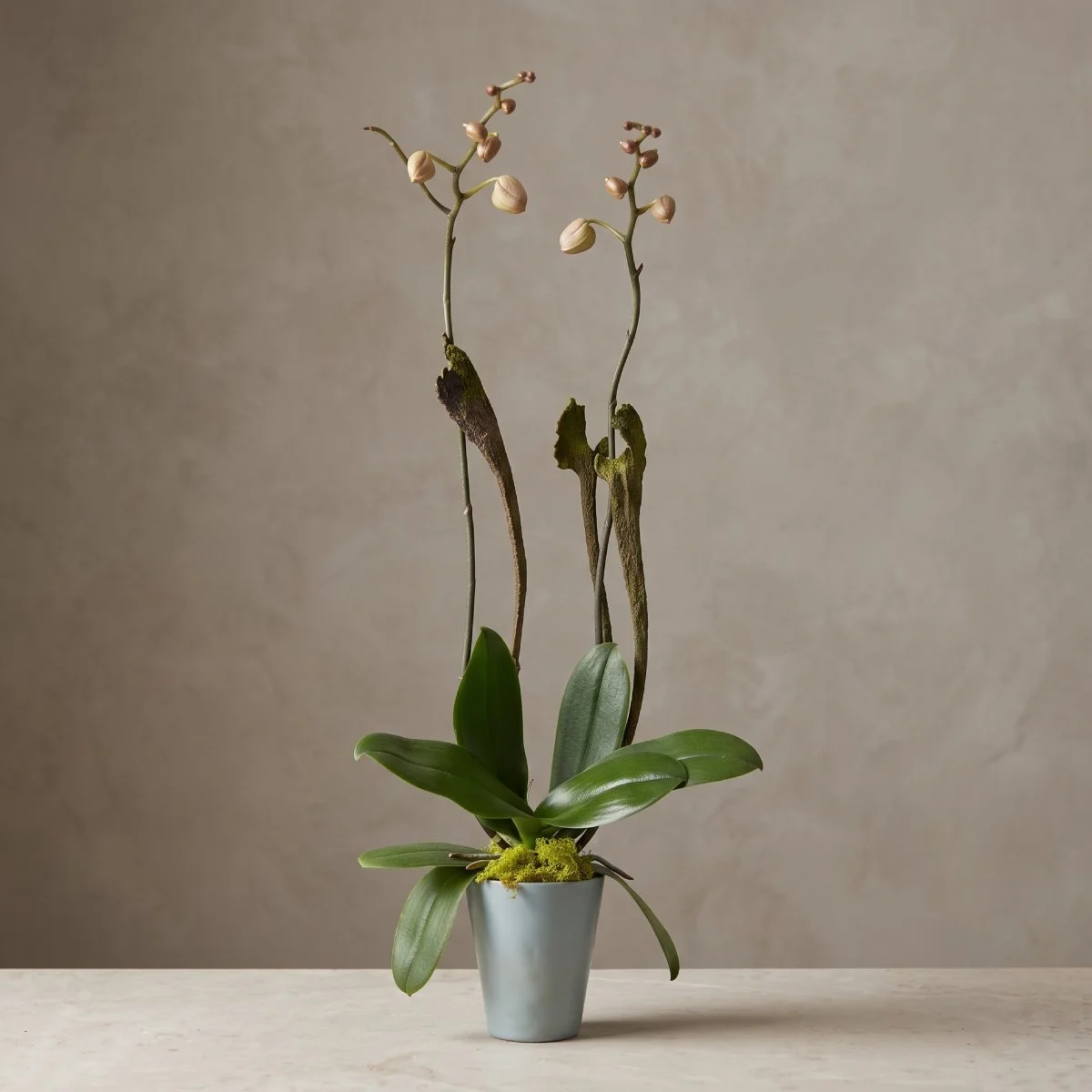 Live Inventory - Orchid Plant in Blue Ceramic - $100