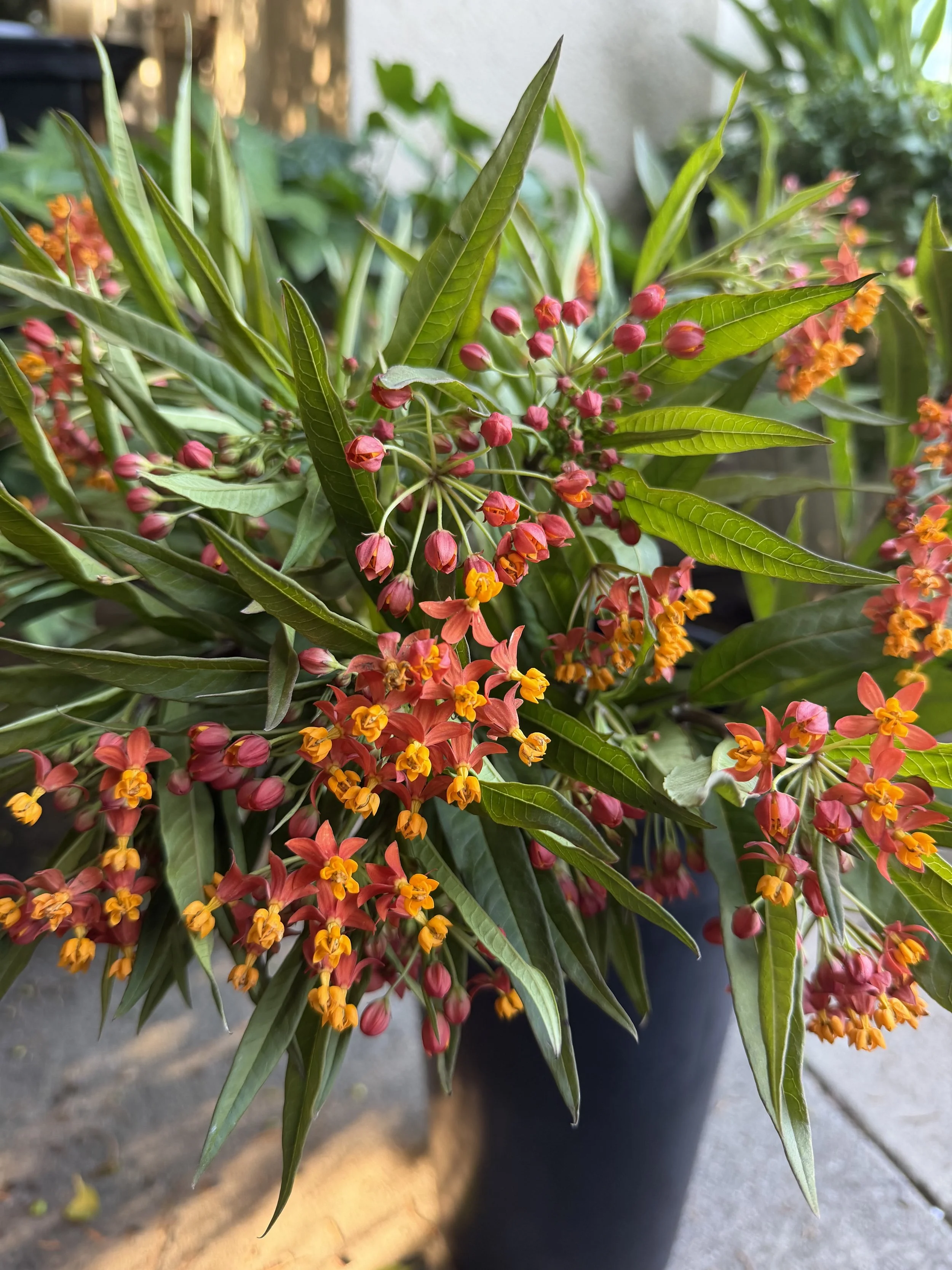 Close-up of milkweed, also known as asclepias plant with pink and orange small flowers and long green leaves, in a black bucket