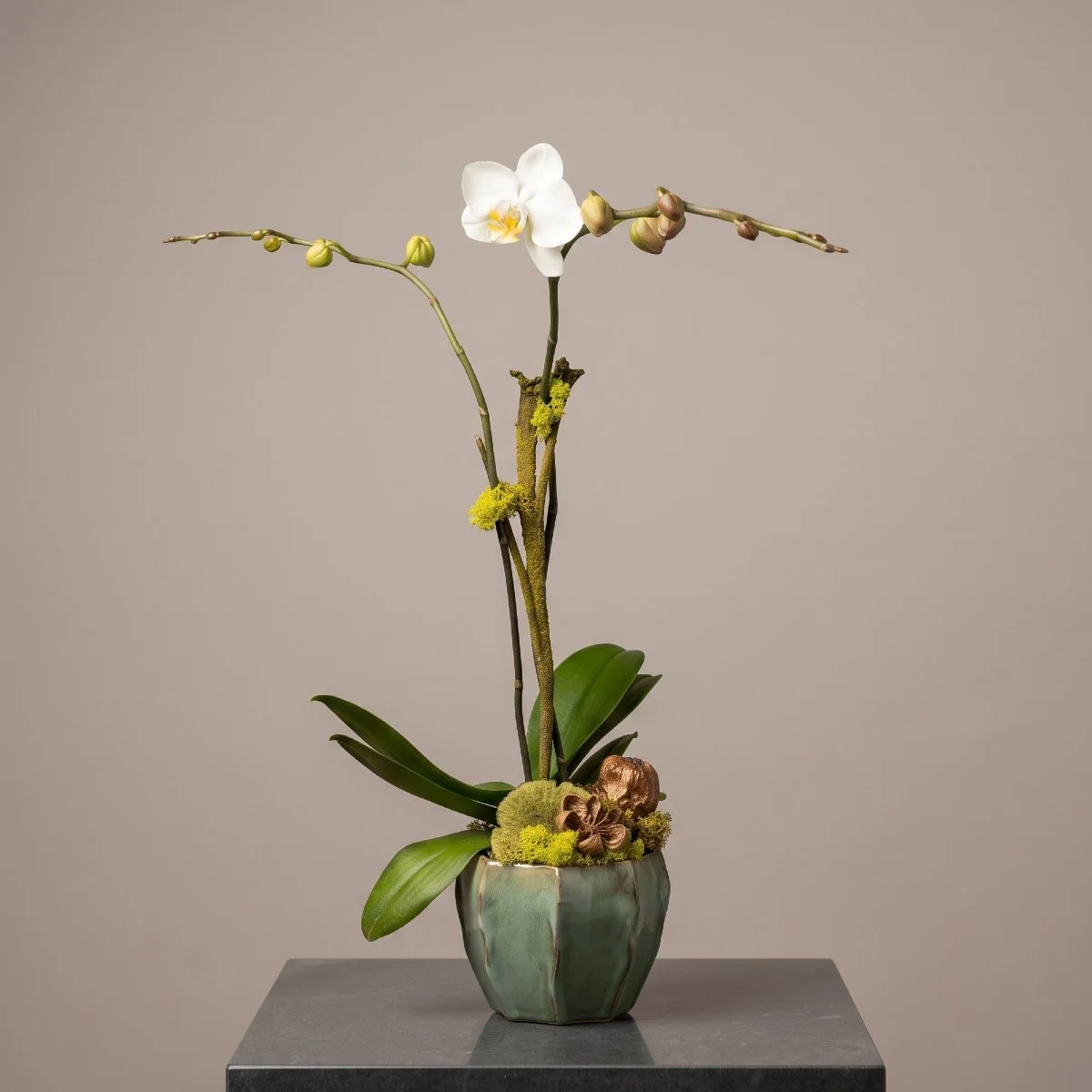 orchid - double stem blue pot.jpg
