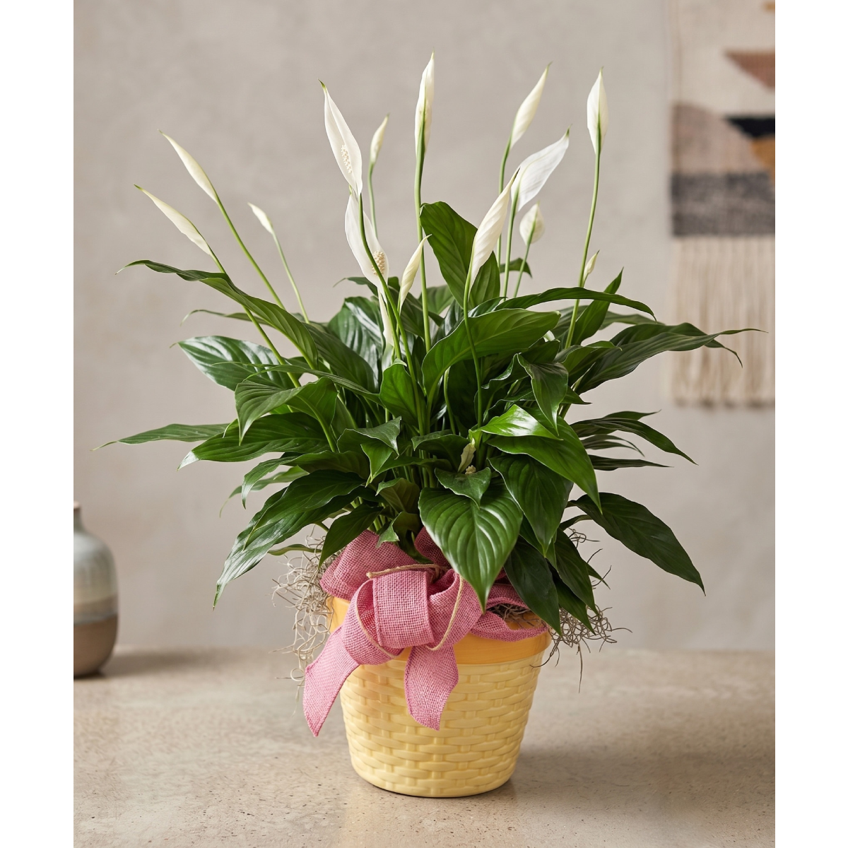 baby plant with girl bow.png