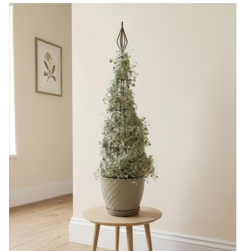 Silver Falls Dichondra - $115