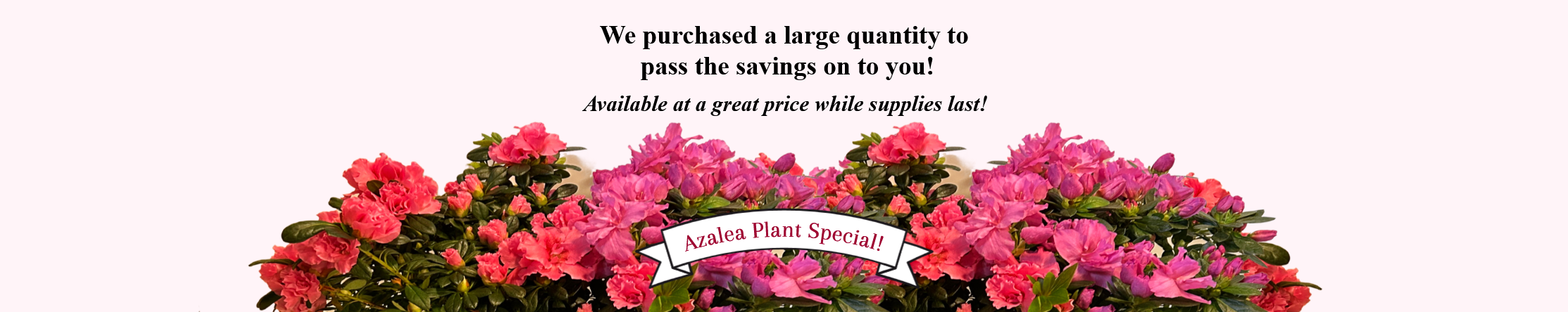azalea banner azalea special smyrna ga(1).png
