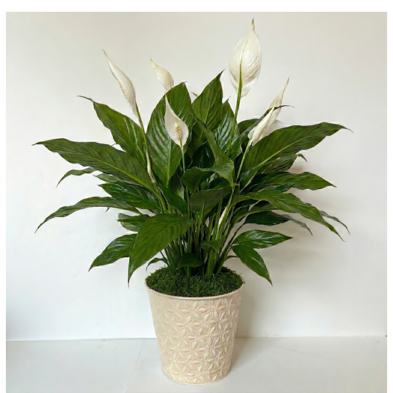 Green plant in embossed planter FINAL spath peace lily.png
