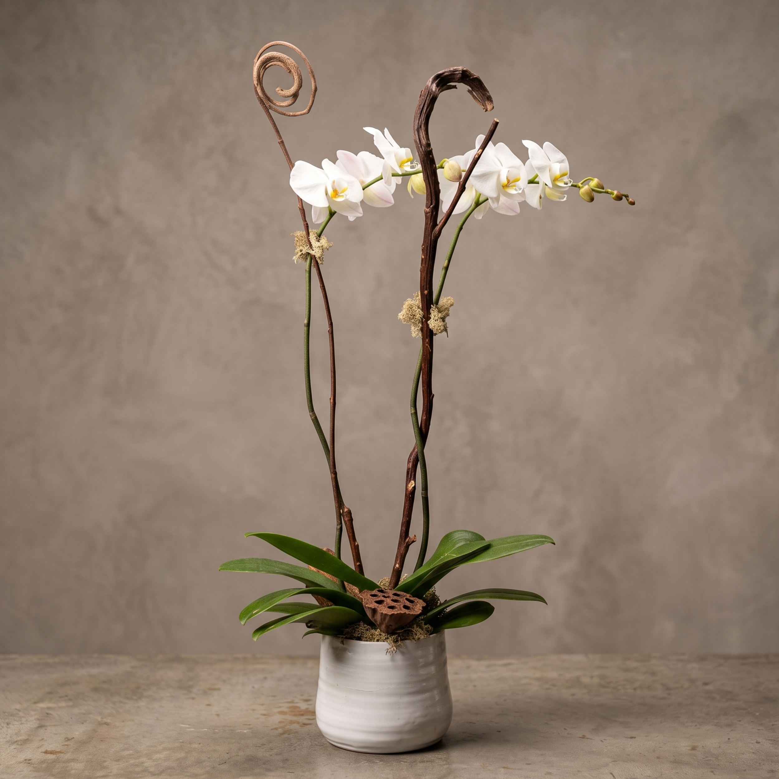 orchid in white ceramic.png