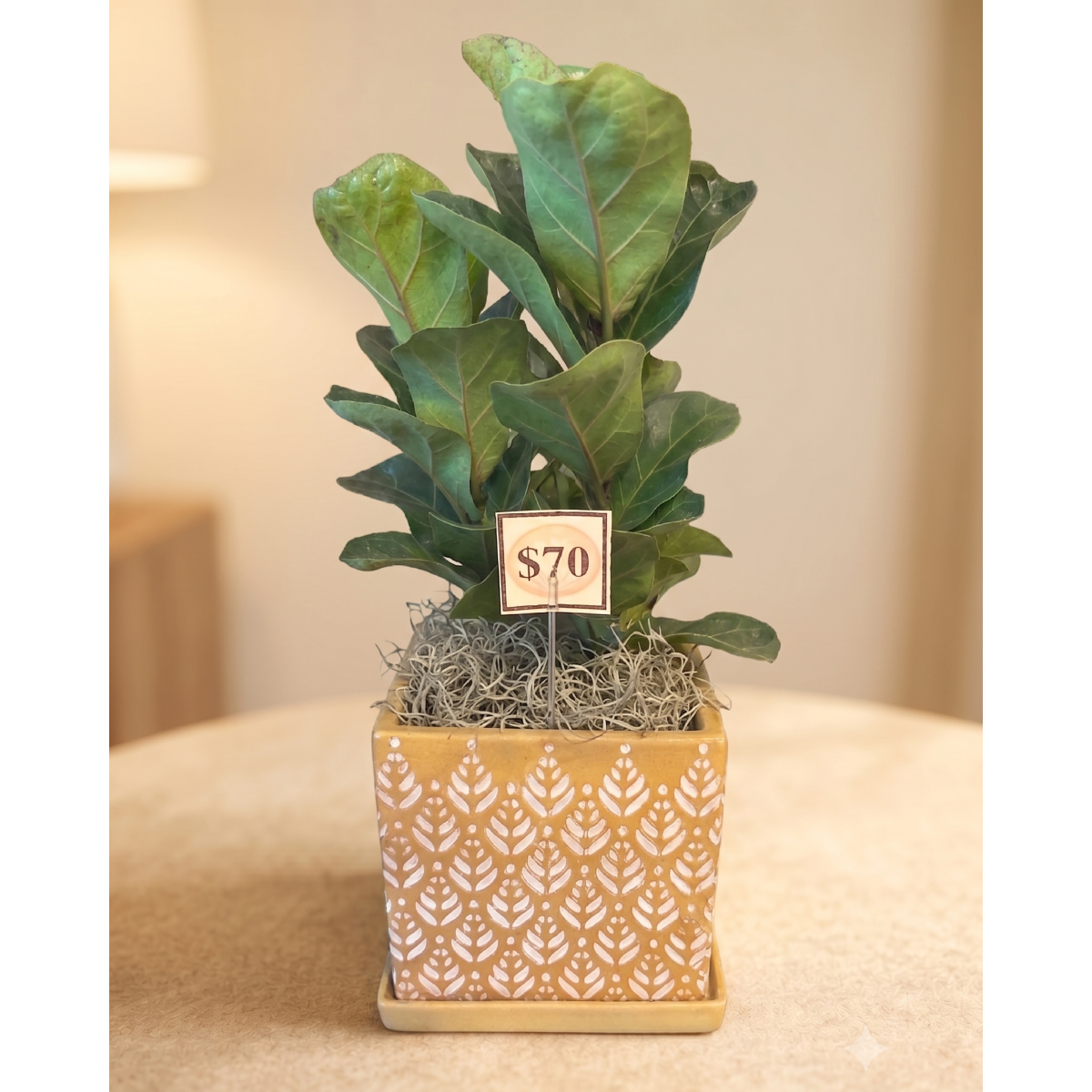 fiddle leaf fig in yellow pot.png
