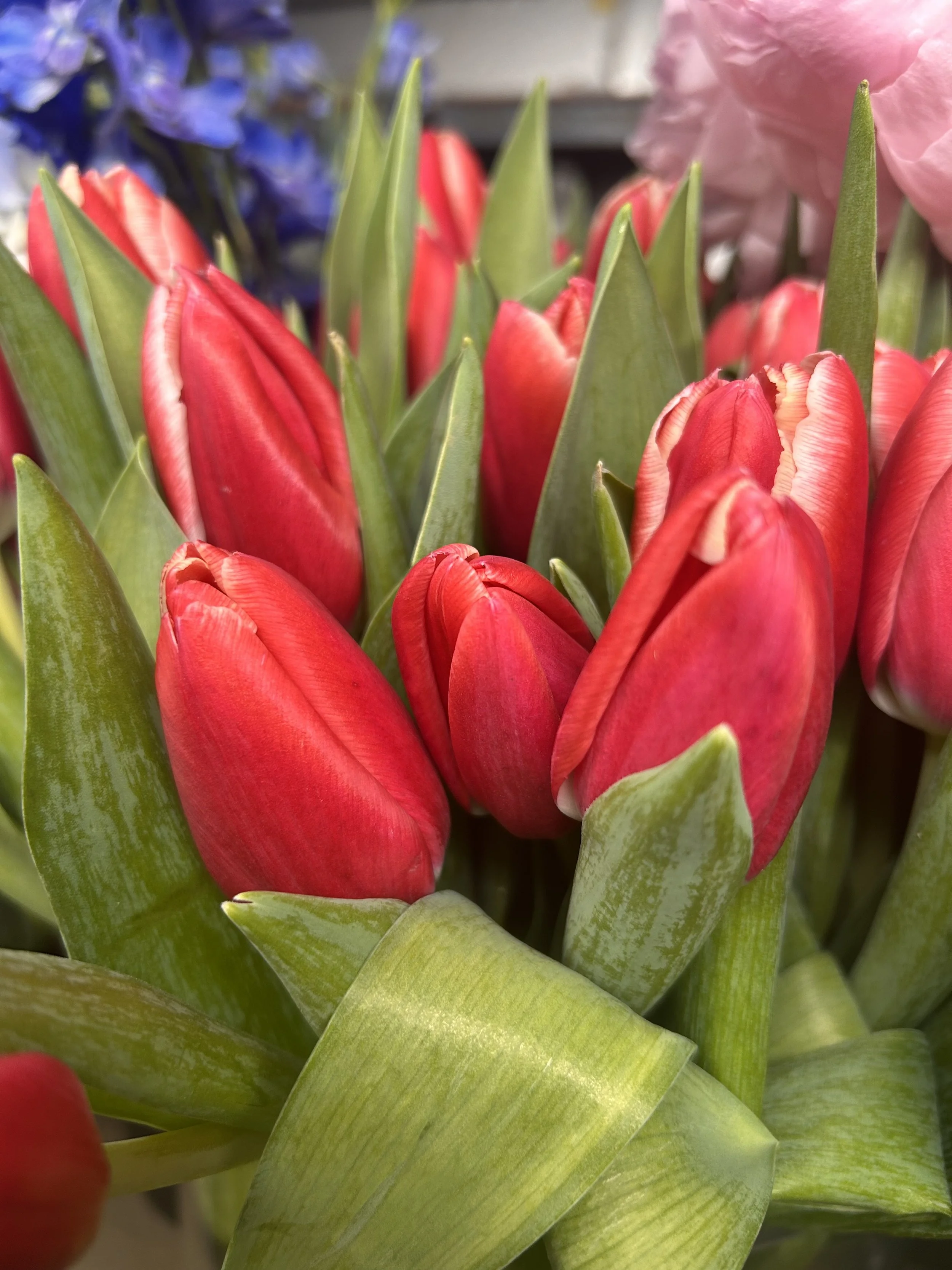 Close-up of several red tulips with green leaves.