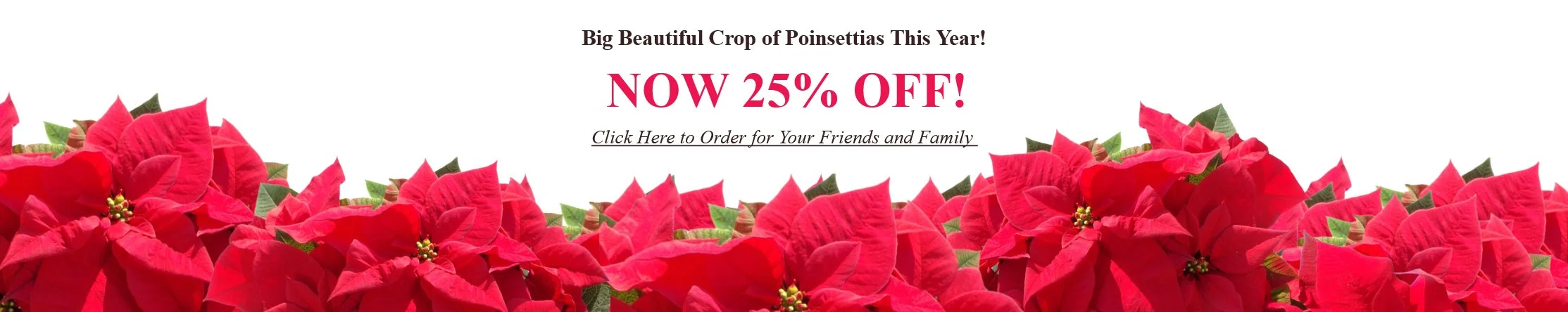 poinsettia banner SALE final.jpg