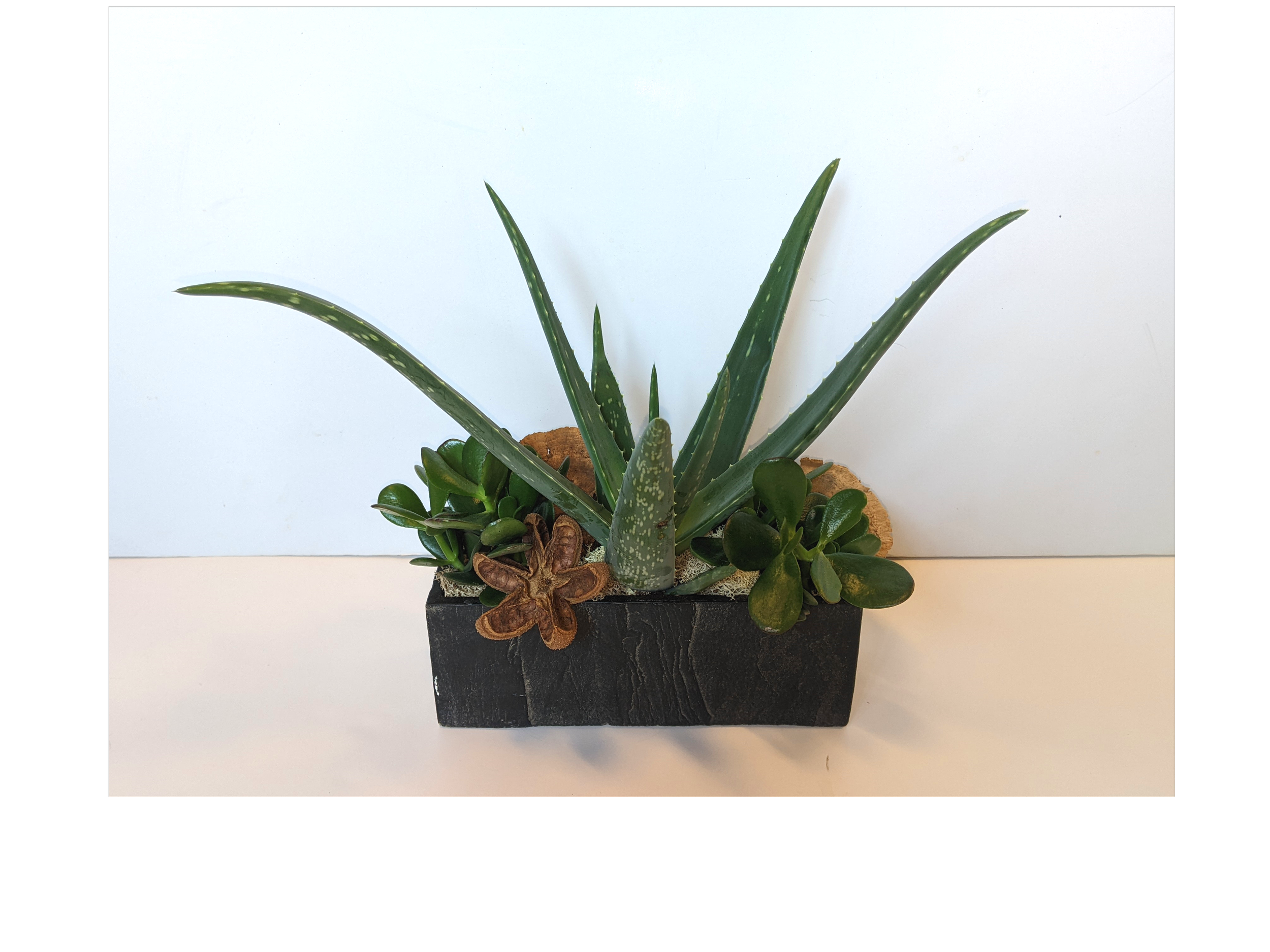 Aloe and Jade Ceramic Garden.png